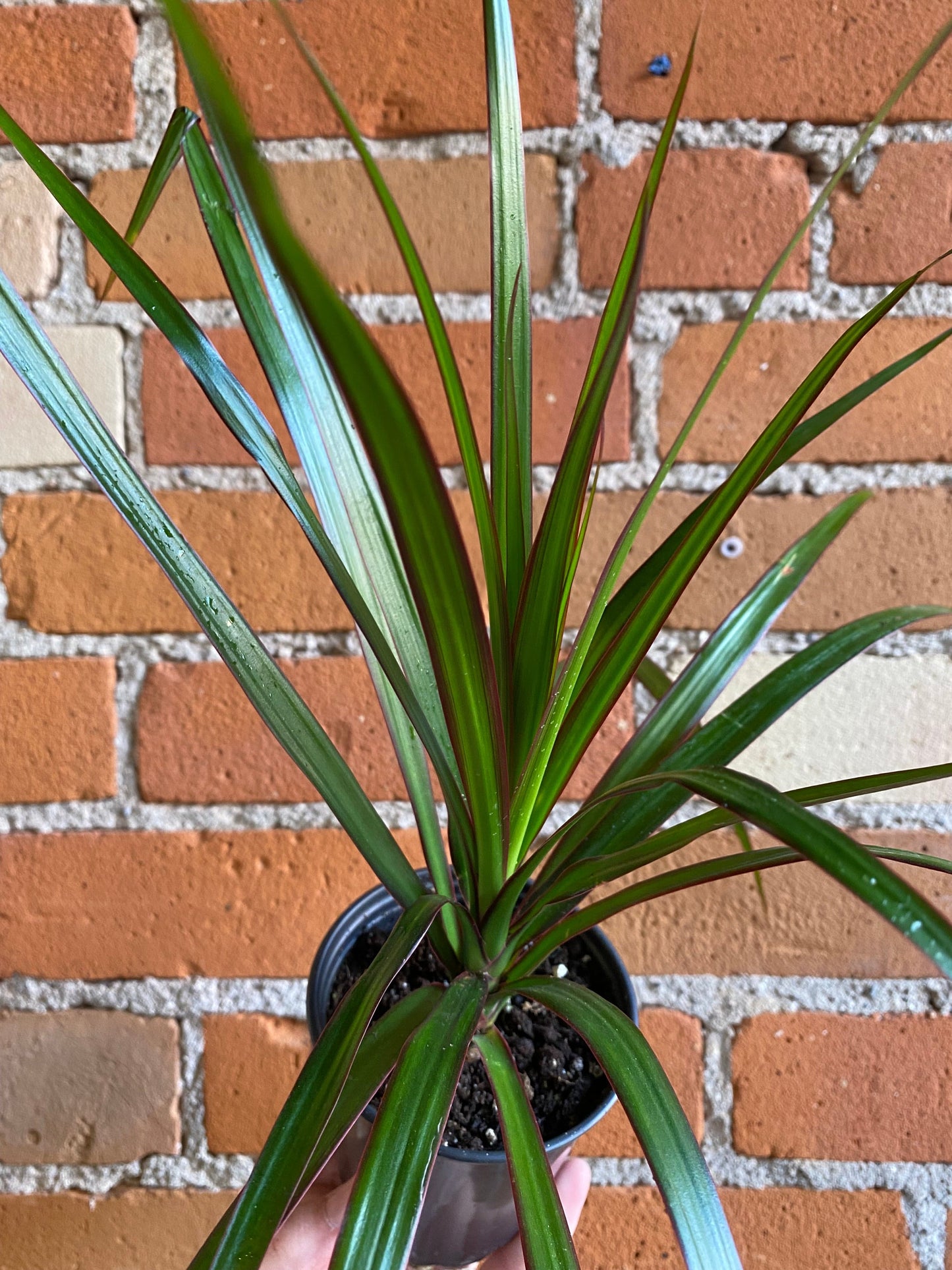 Plant Goals Plant Shop 3.5" Dracaena Marginata