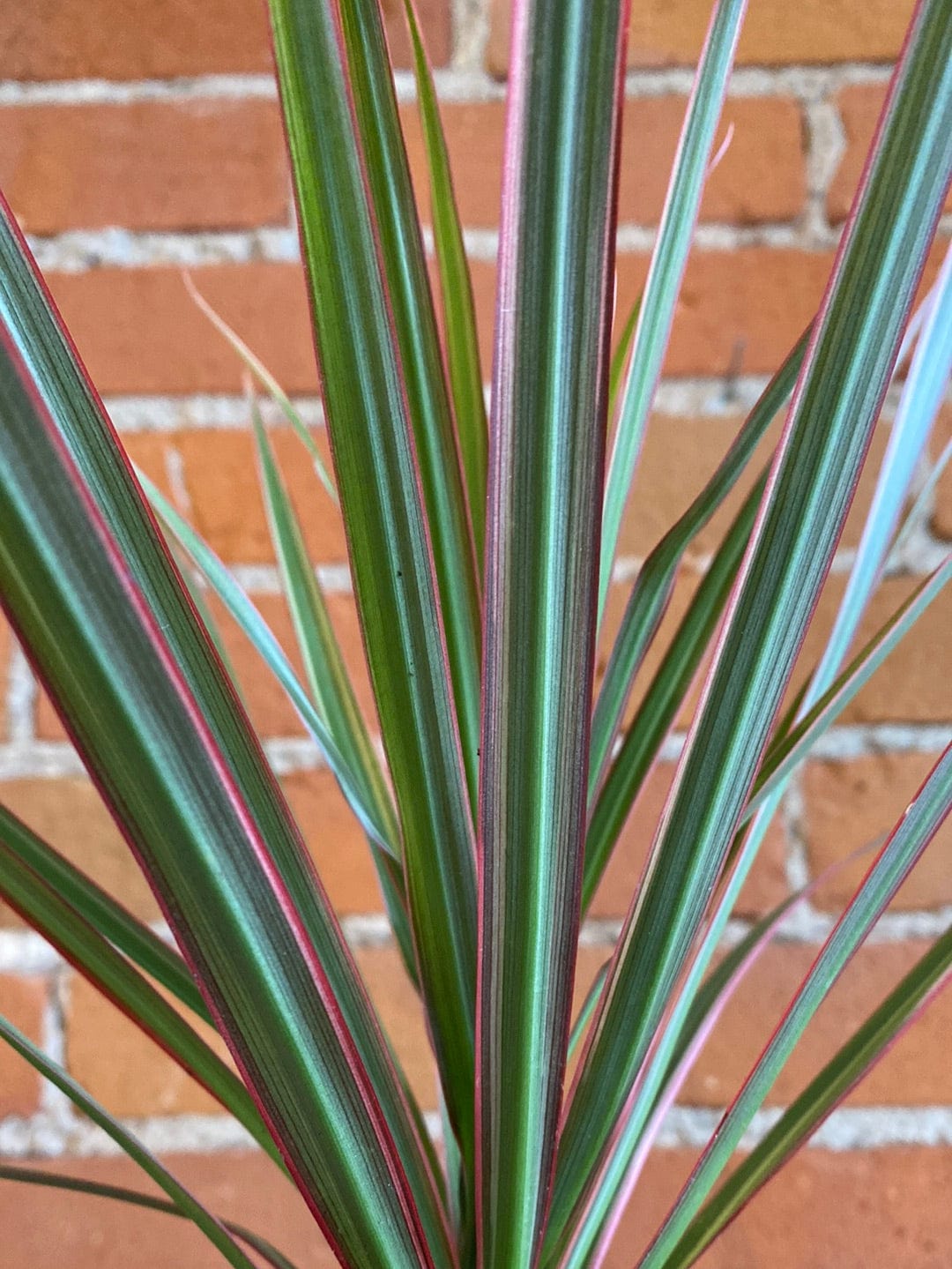 Plant Goals Plant Shop 3.5" Dracaena Marginata Bicolour