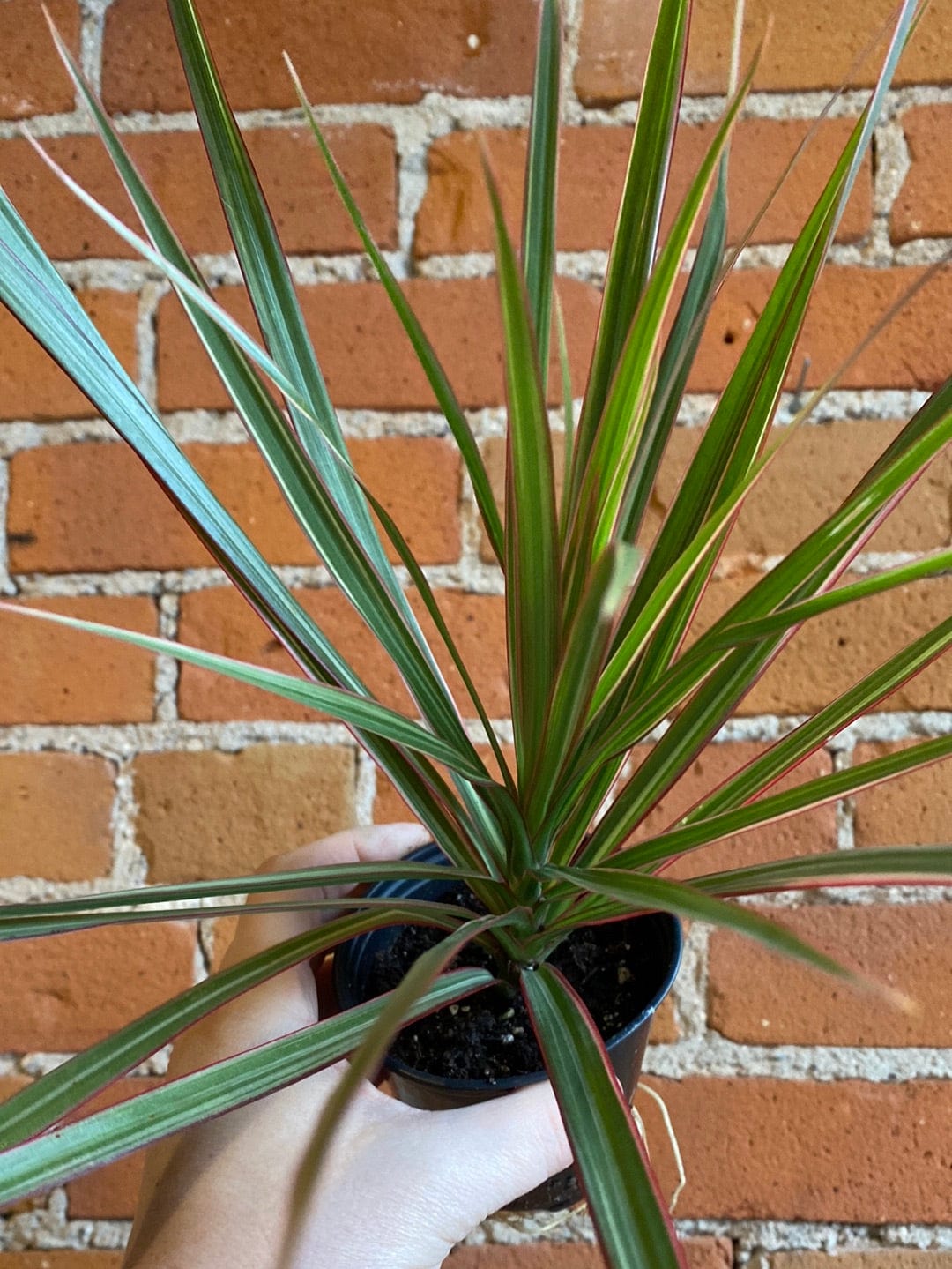 Plant Goals Plant Shop 3.5" Dracaena Marginata Bicolour