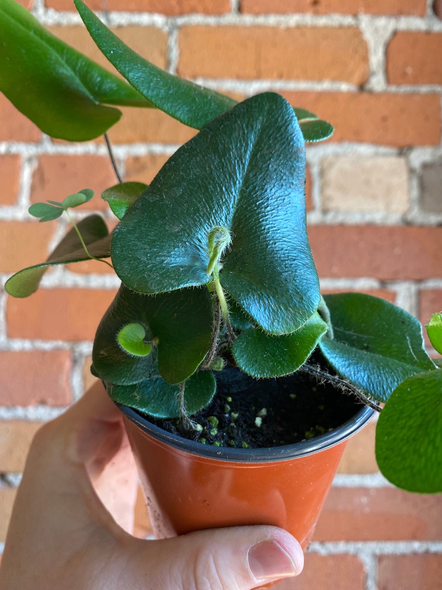 Plant Goals Plant Shop 3.5" Heart Fern