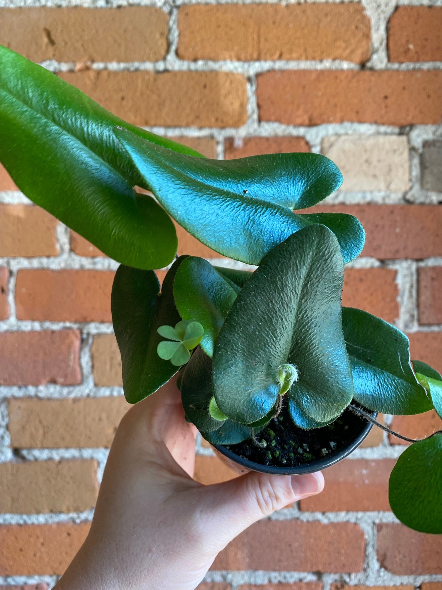 Plant Goals Plant Shop 3.5" Heart Fern
