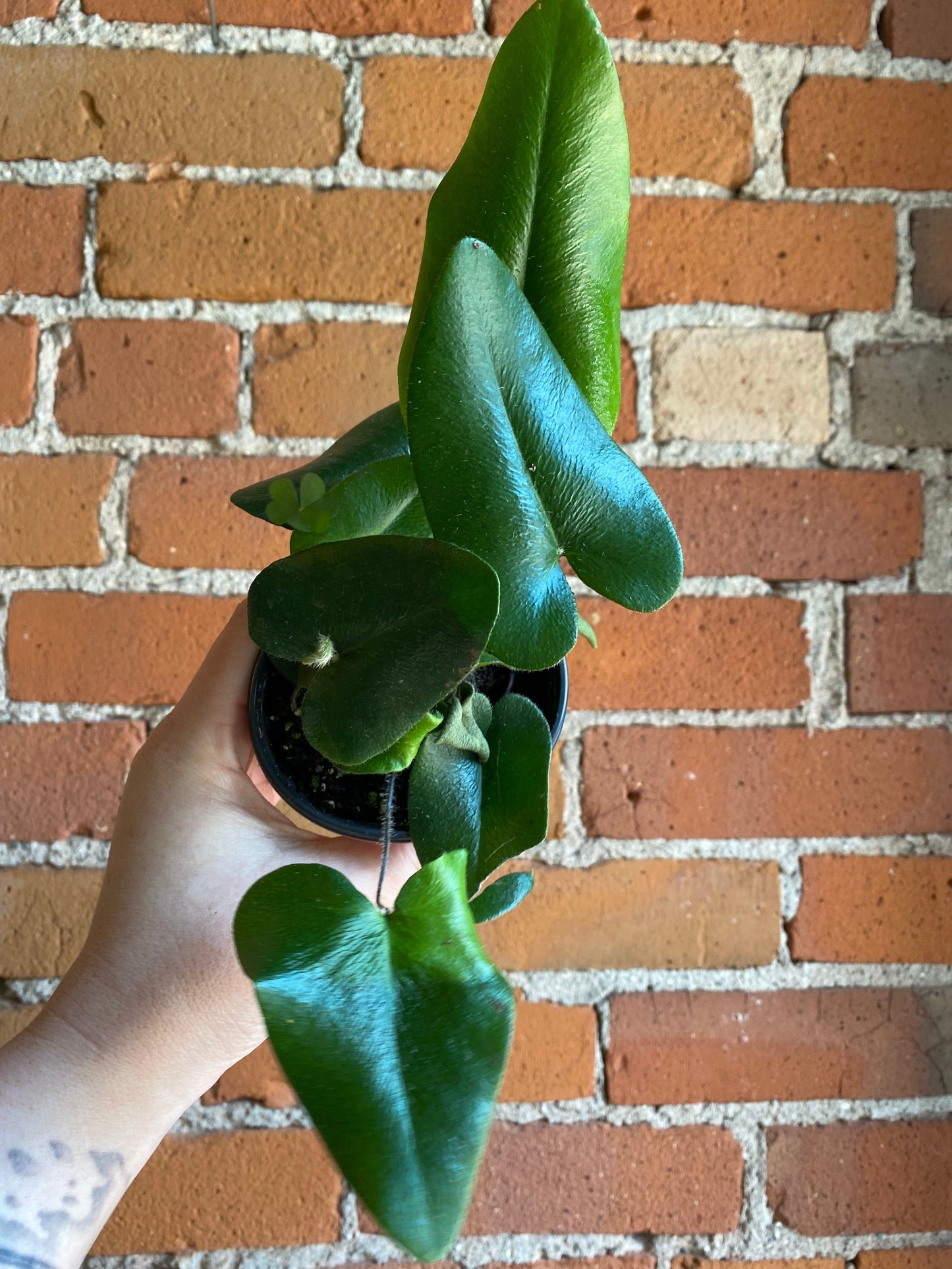 Plant Goals Plant Shop 3.5" Heart Fern