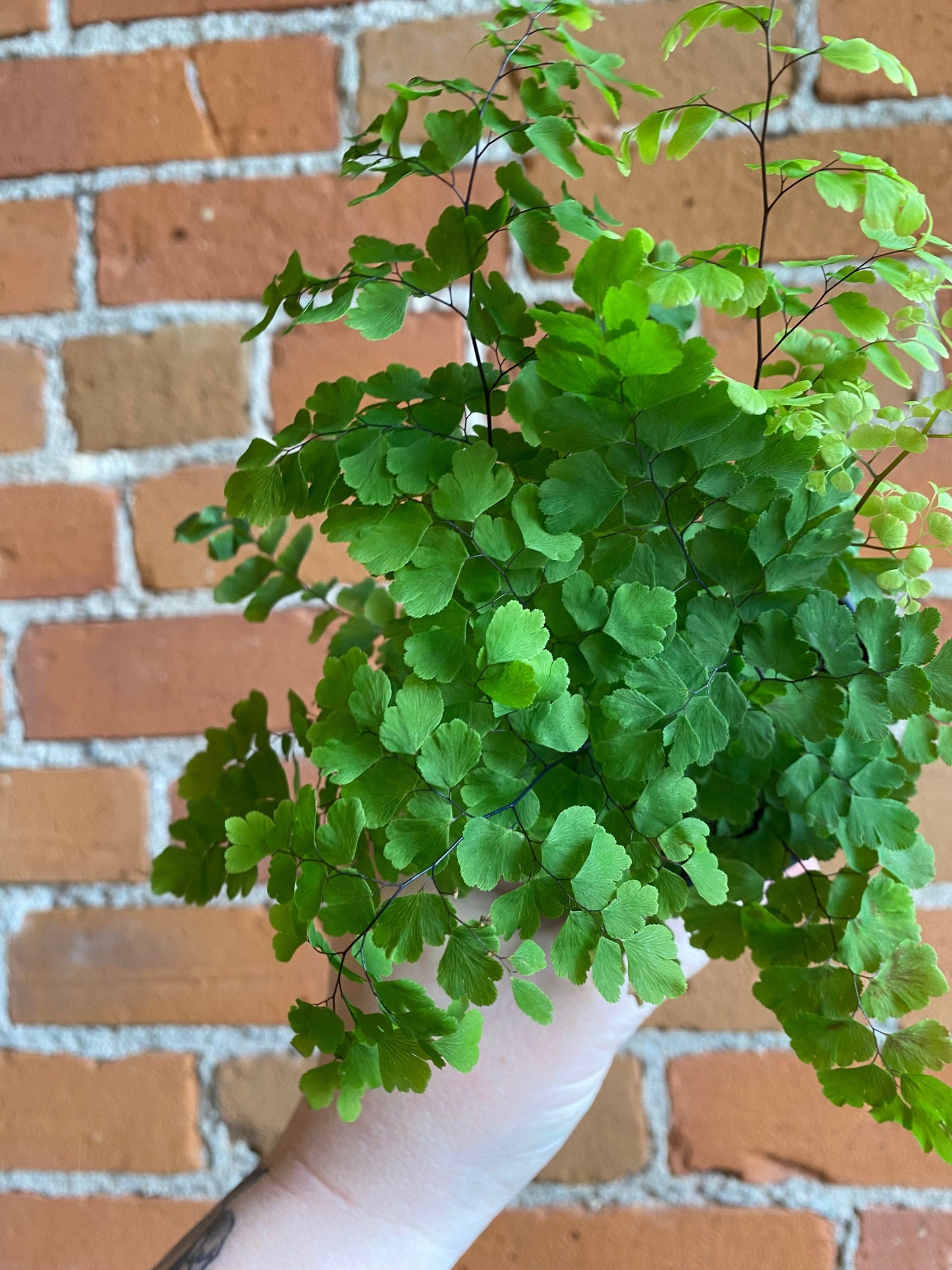 Plant Goals Plant Shop 3.5" Maidenhair Fern Fritz Luthi