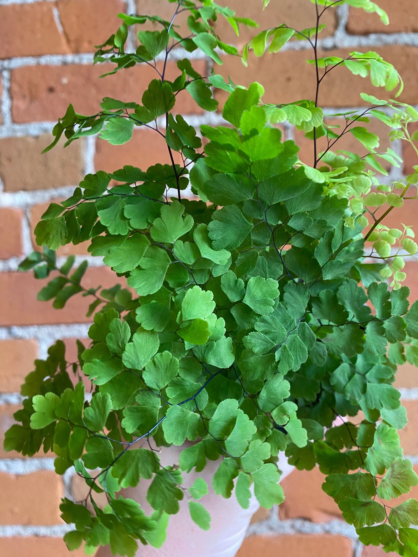 Plant Goals Plant Shop 3.5" Maidenhair Fern Fritz Luthi