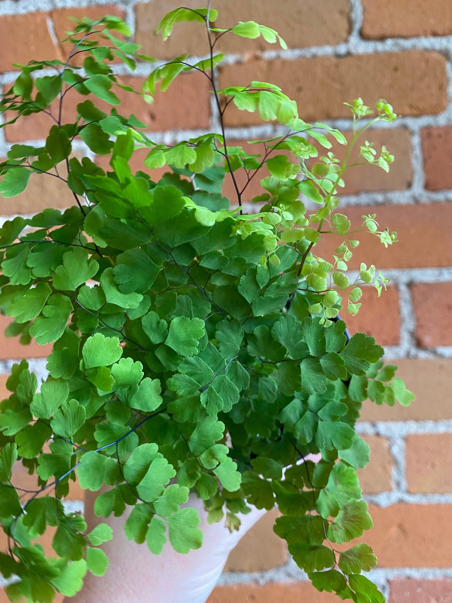Plant Goals Plant Shop 3.5" Maidenhair Fern Fritz Luthi