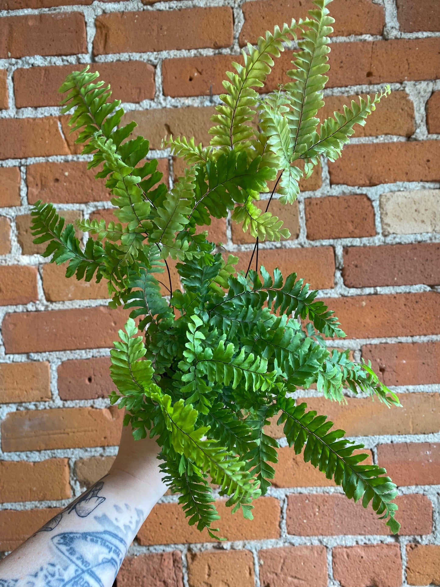 Plant Goals Plant Shop 3.5" Maidenhair Fern Rosy