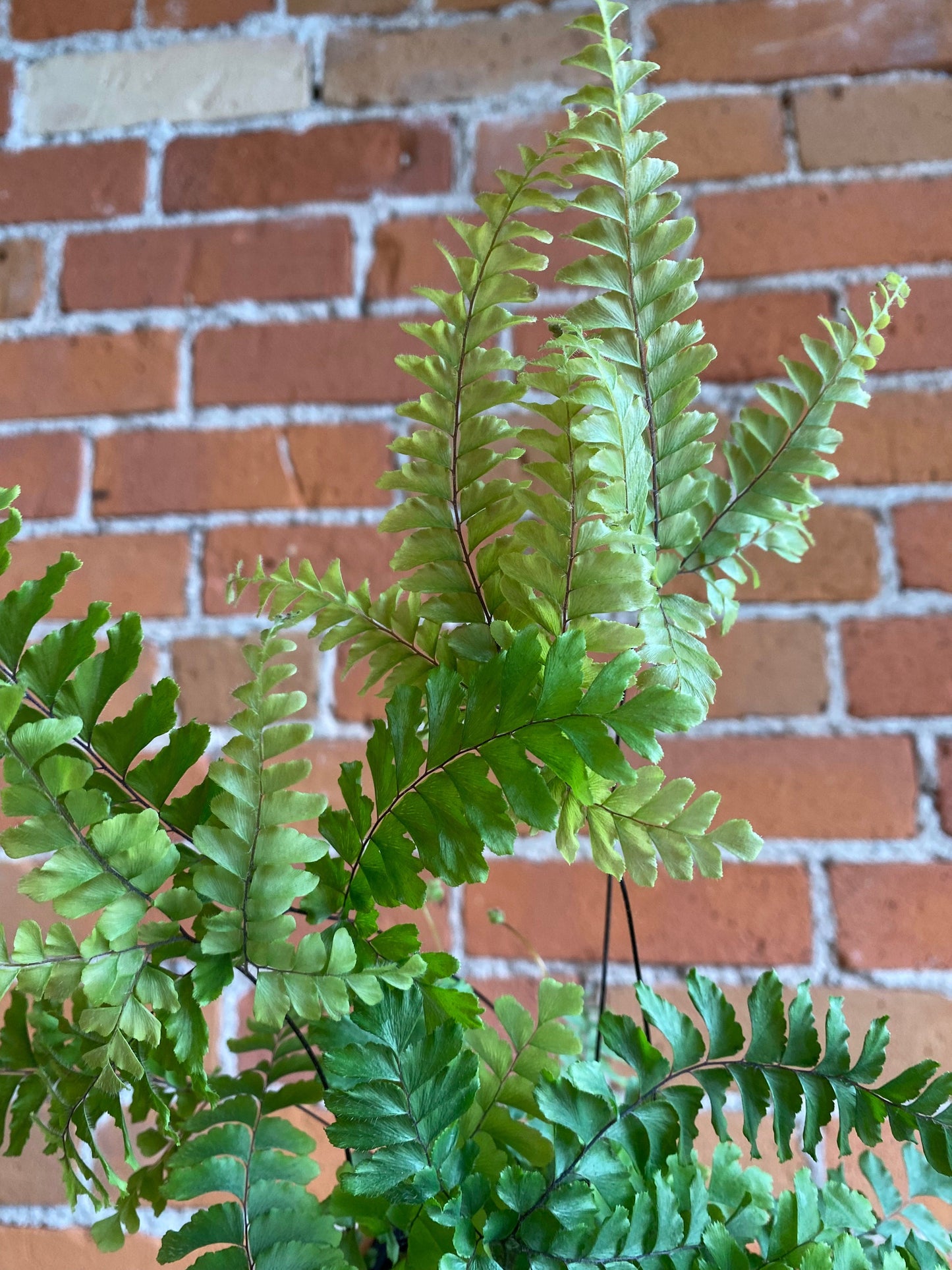 Plant Goals Plant Shop 3.5" Maidenhair Fern Rosy