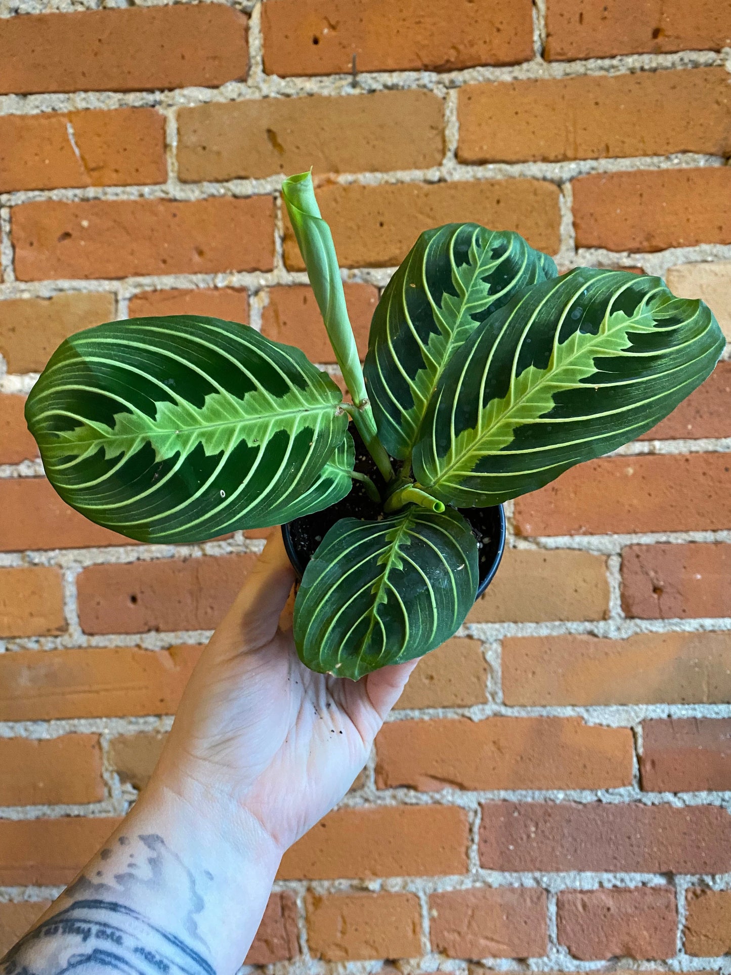 Plant Goals Plant Shop 3.5" Maranta Lemon Lime