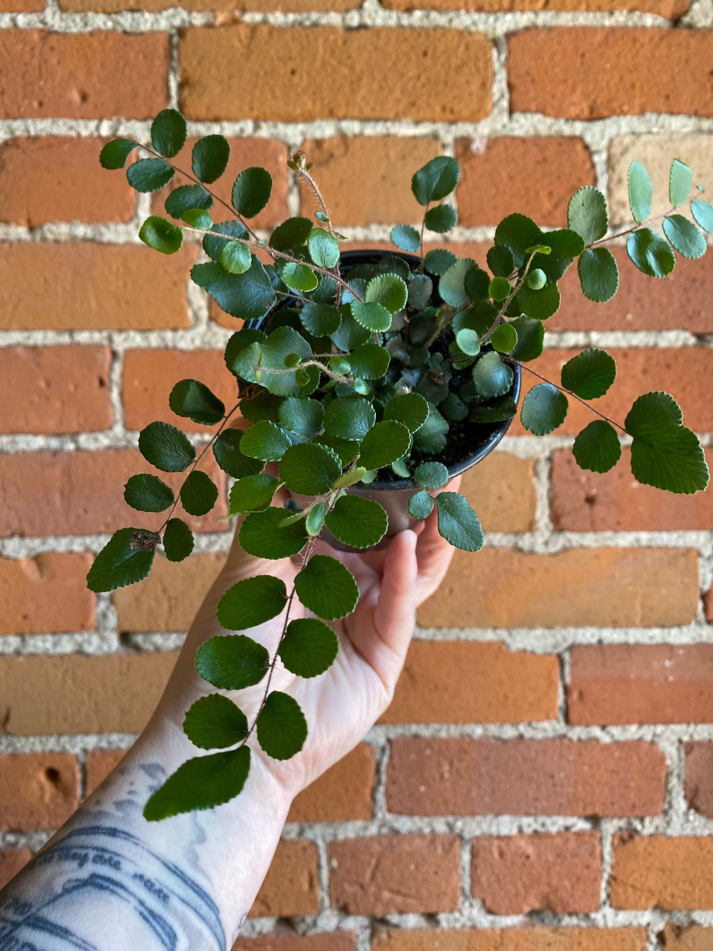 Plant Goals Plant Shop 3.5" Pellaea Rotundifolia | Button Fern