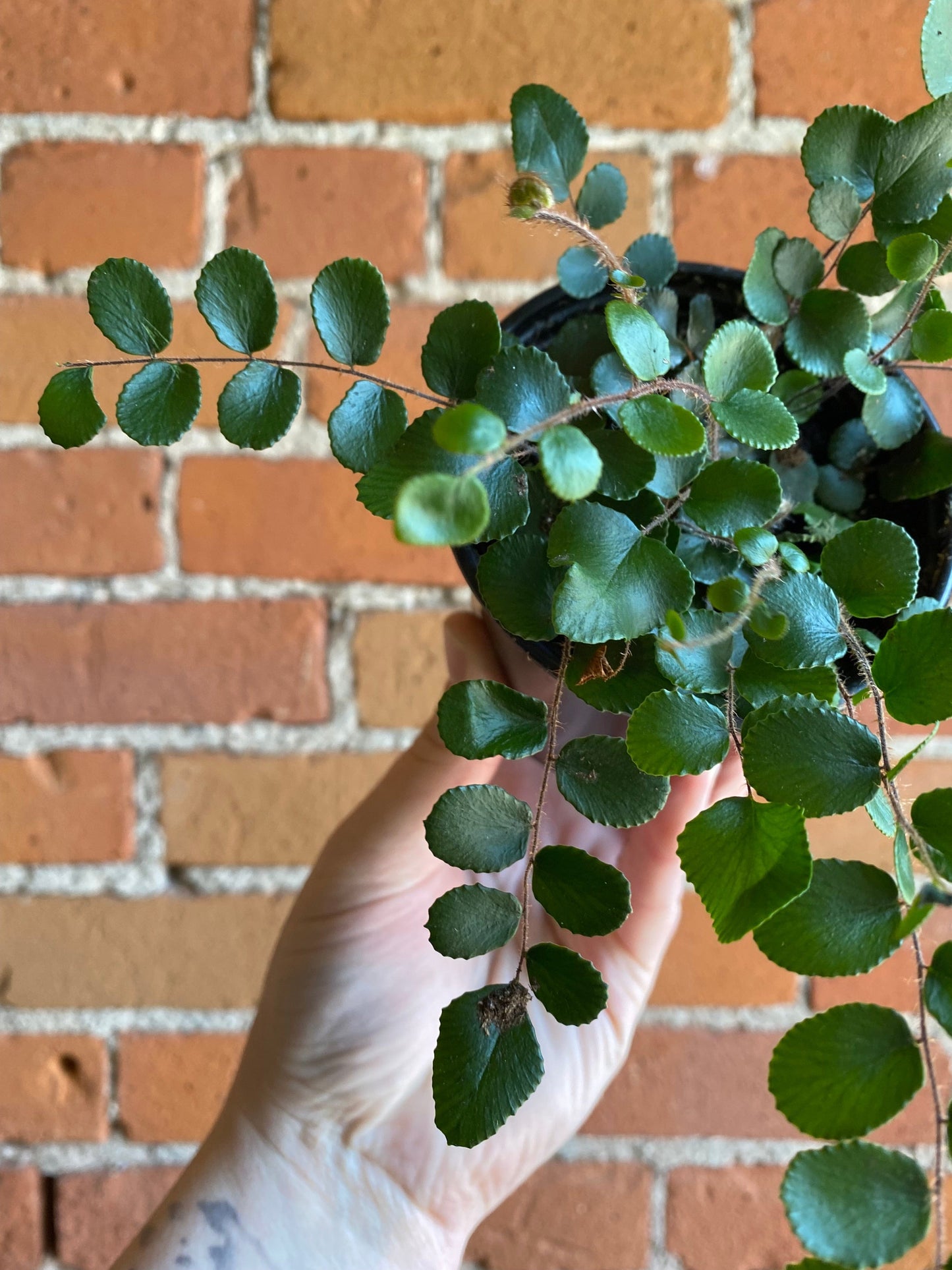 Plant Goals Plant Shop 3.5" Pellaea Rotundifolia | Button Fern