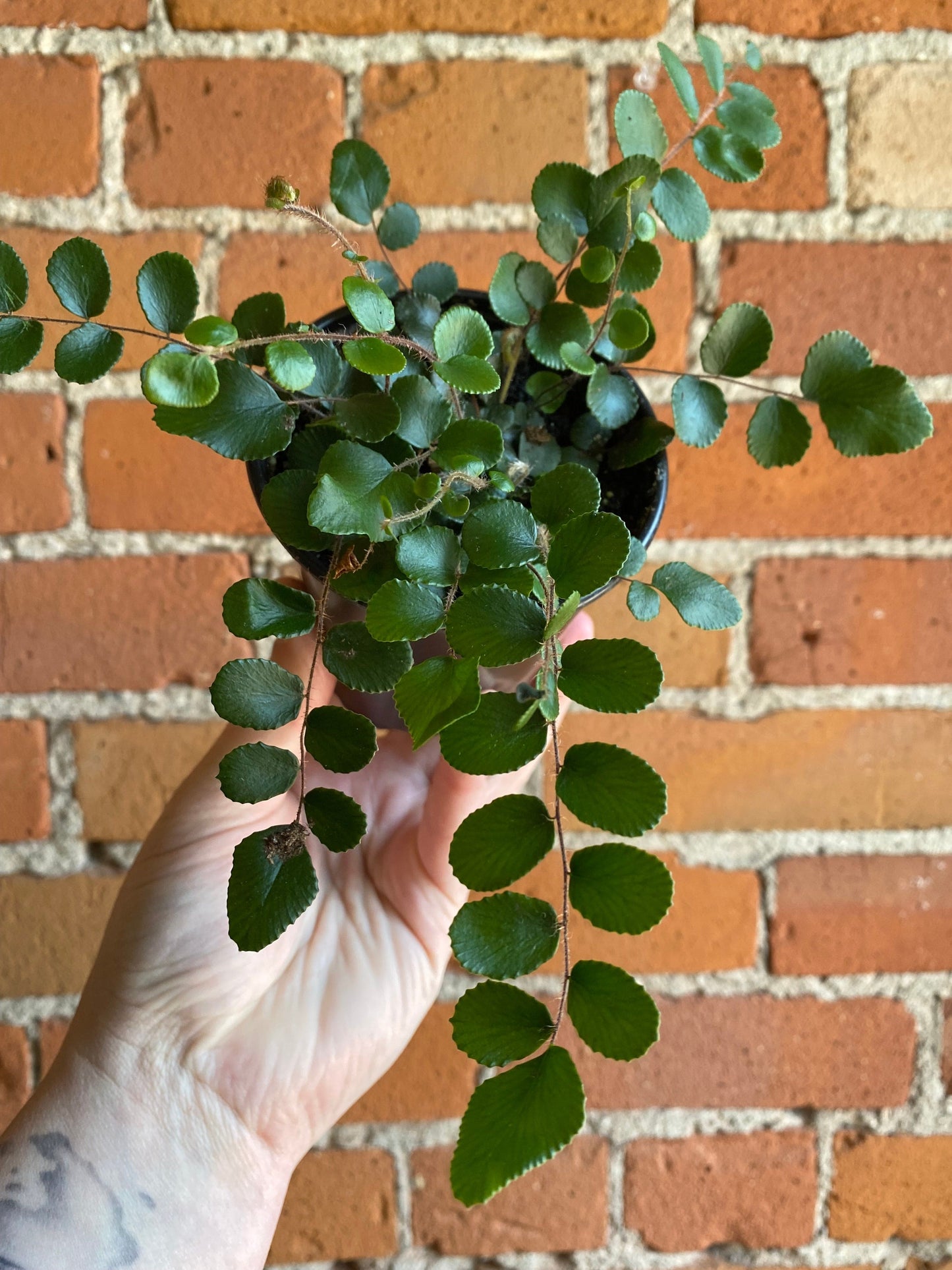 Plant Goals Plant Shop 3.5" Pellaea Rotundifolia | Button Fern