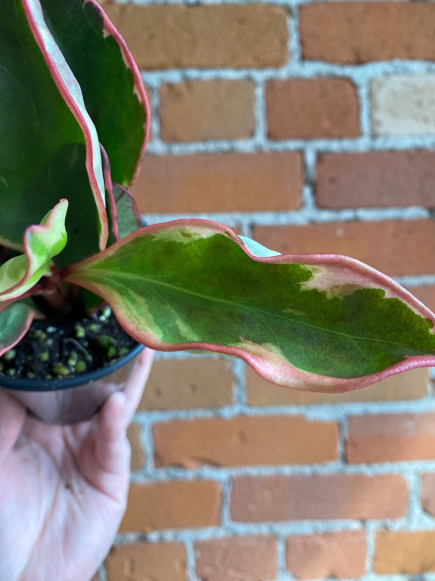 Plant Goals Plant Shop 3.5" Peperomia Ginny