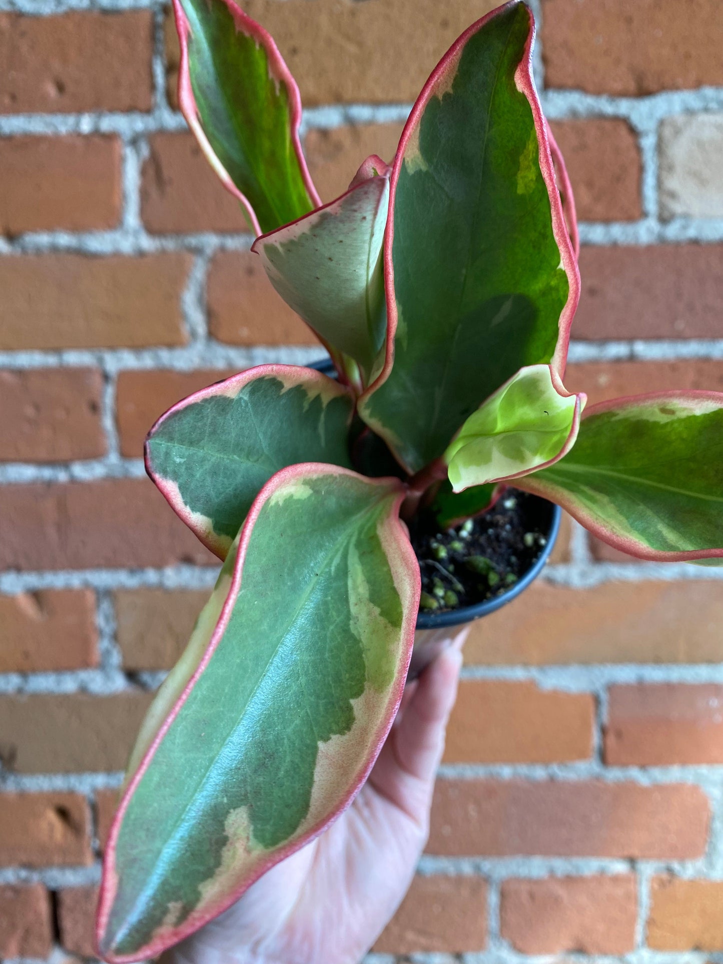 Plant Goals Plant Shop 3.5" Peperomia Ginny
