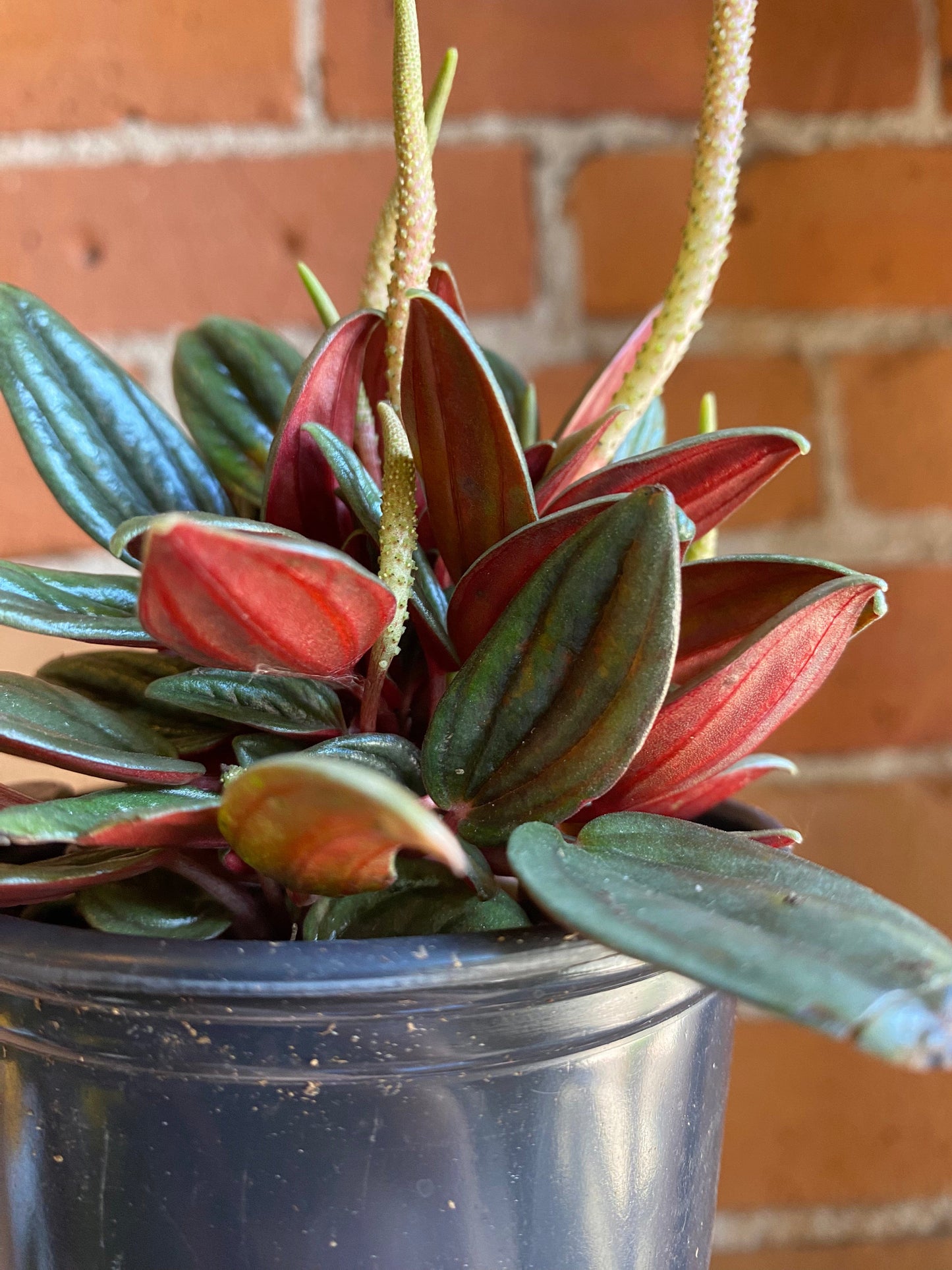Plant Goals Plant Shop 3.5" Peperomia Rosso