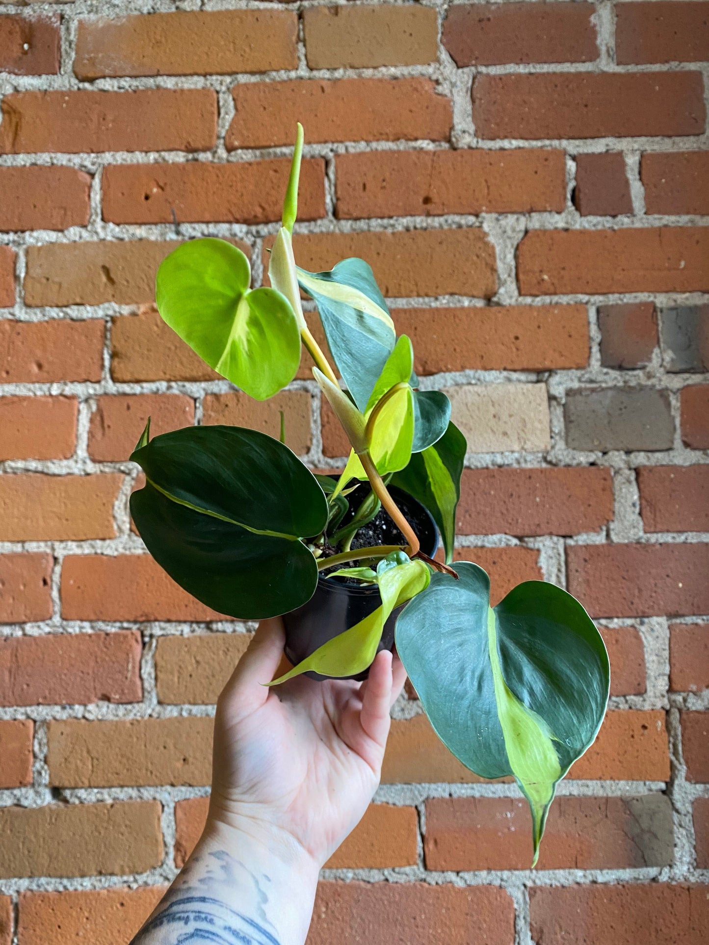 Plant Goals Plant Shop 3.5" Philodendron Brasil