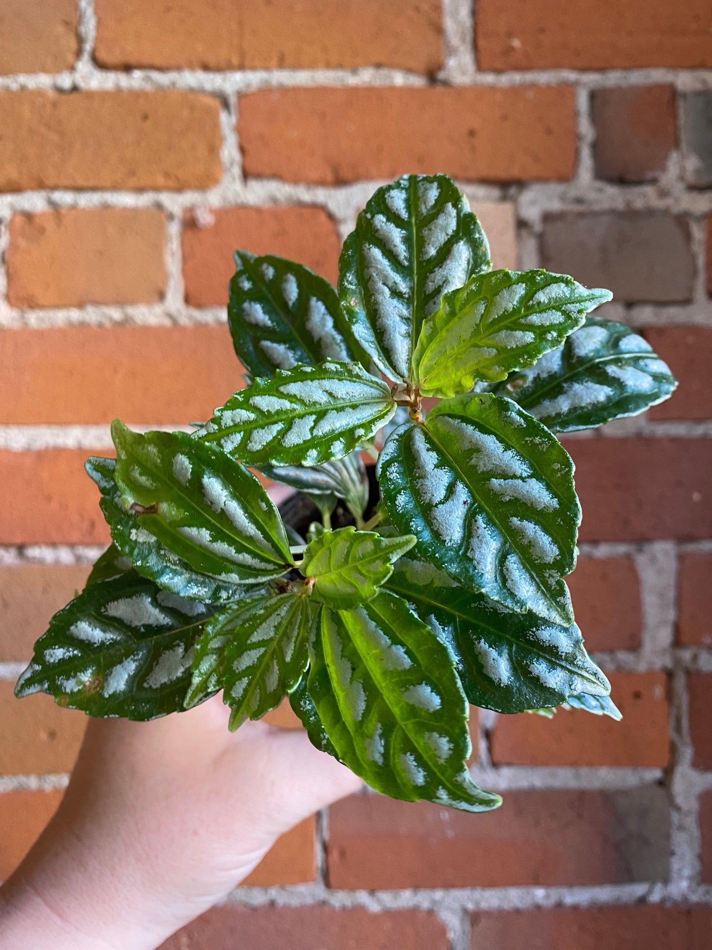 Plant Goals Plant Shop 3.5" Pilea Aluminum