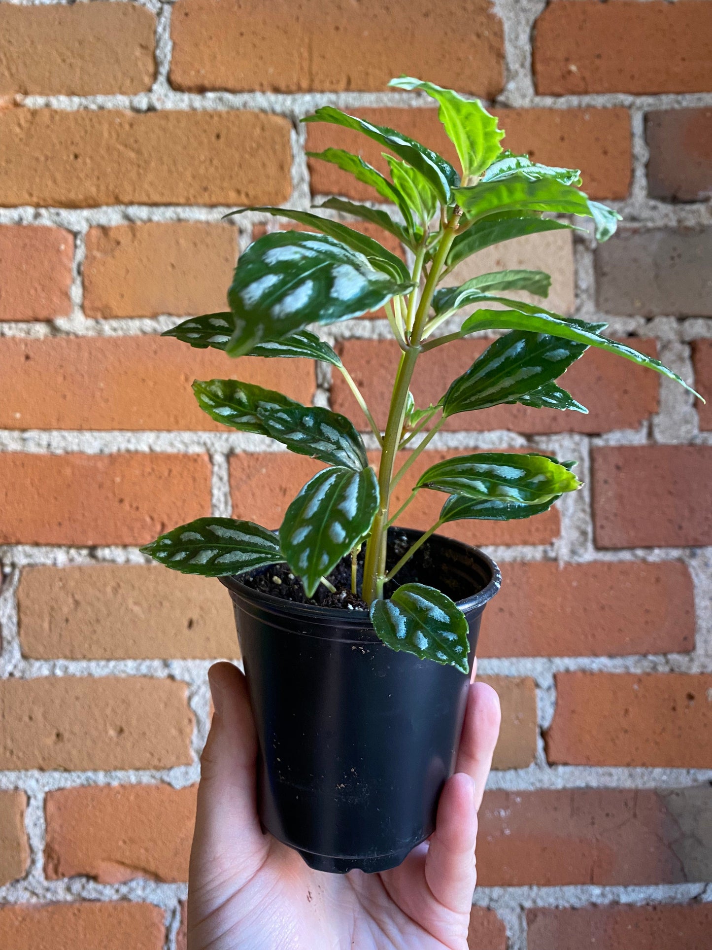 Plant Goals Plant Shop 3.5" Pilea Aluminum
