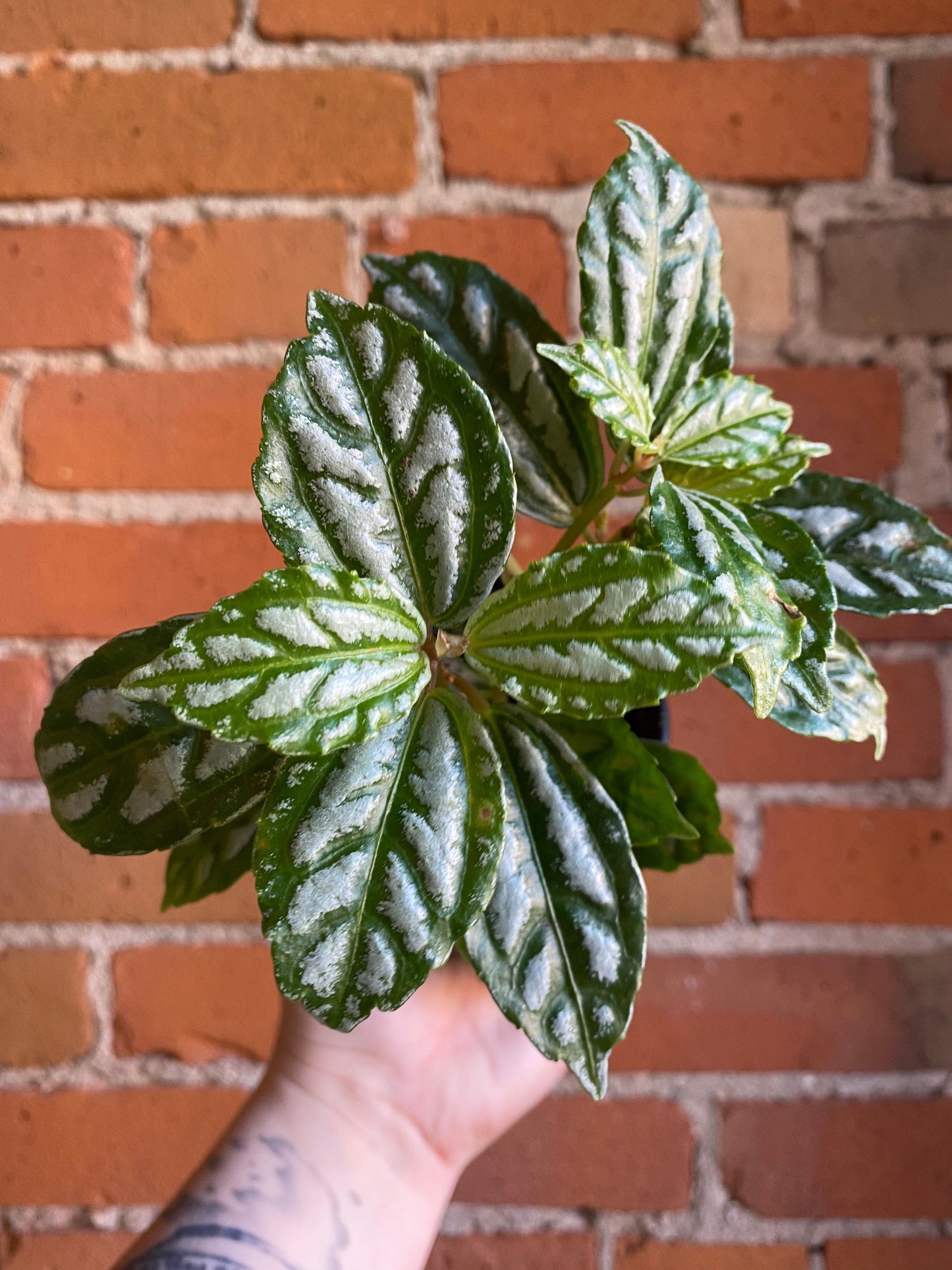 Plant Goals Plant Shop 3.5" Pilea Aluminum