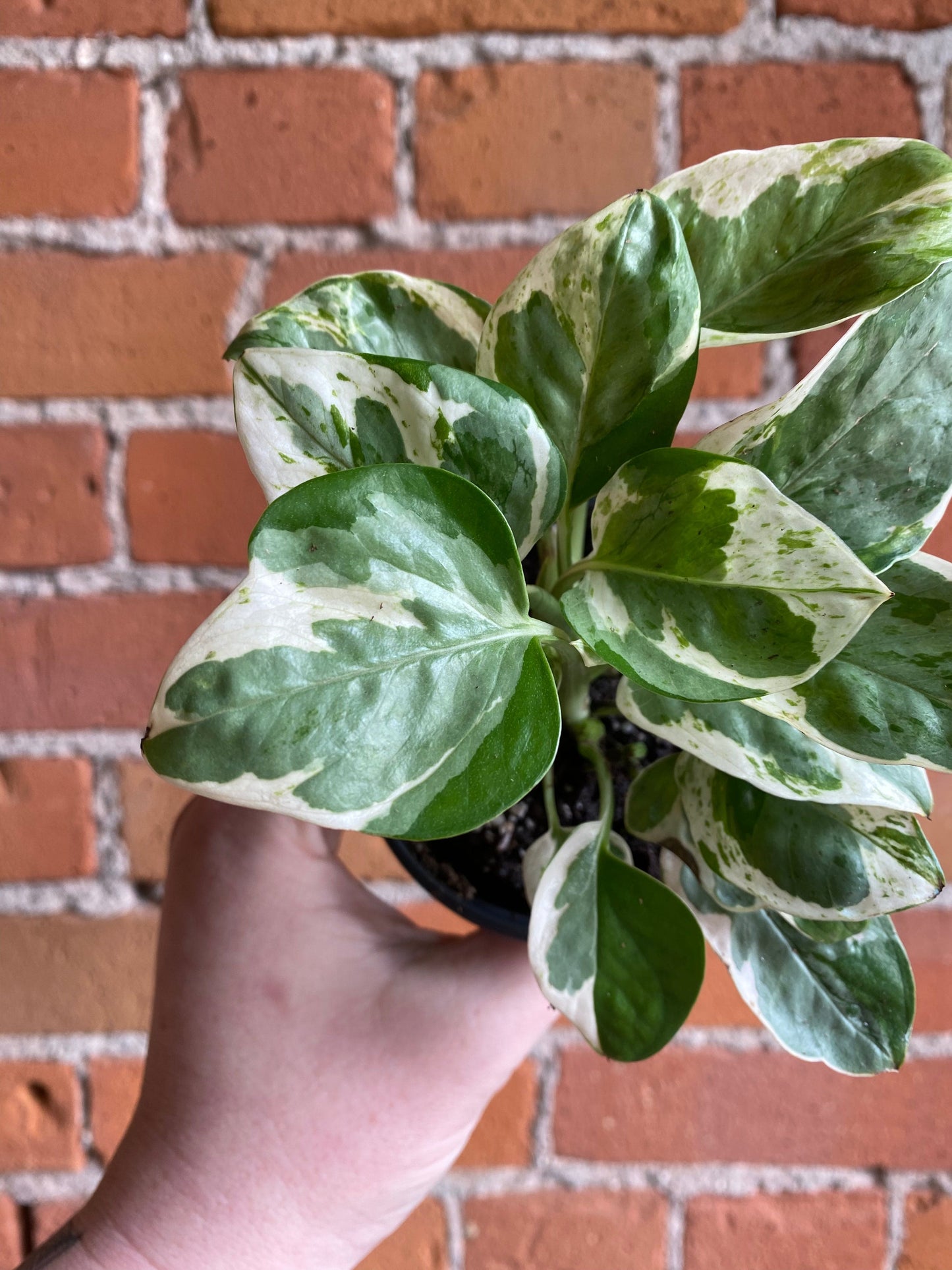 Plant Goals Plant Shop 3.5" Pothos Pearls And Jade