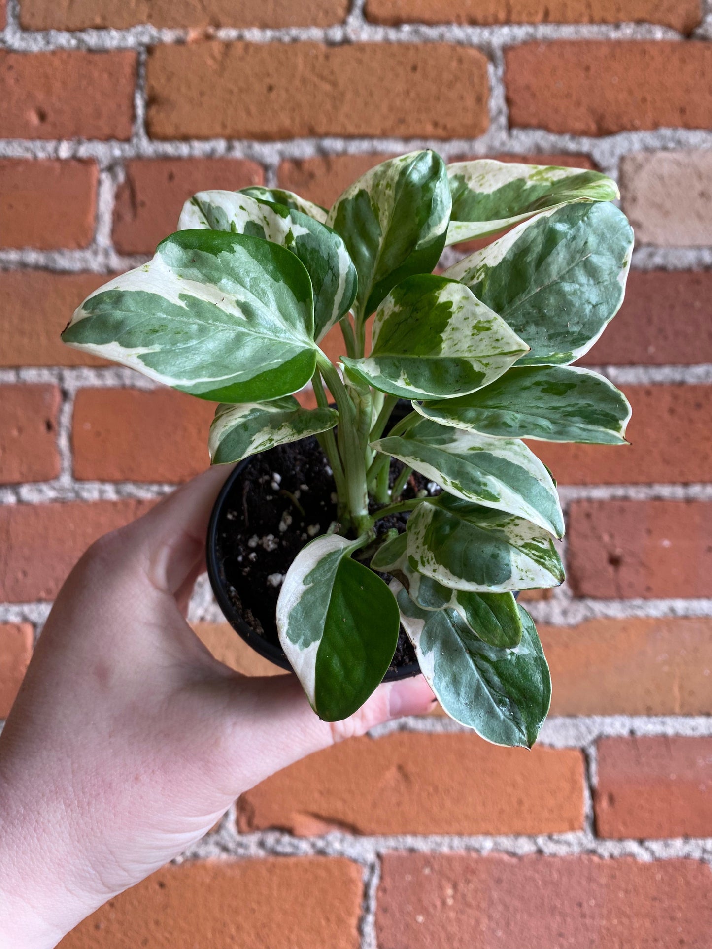 Plant Goals Plant Shop 3.5" Pothos Pearls And Jade