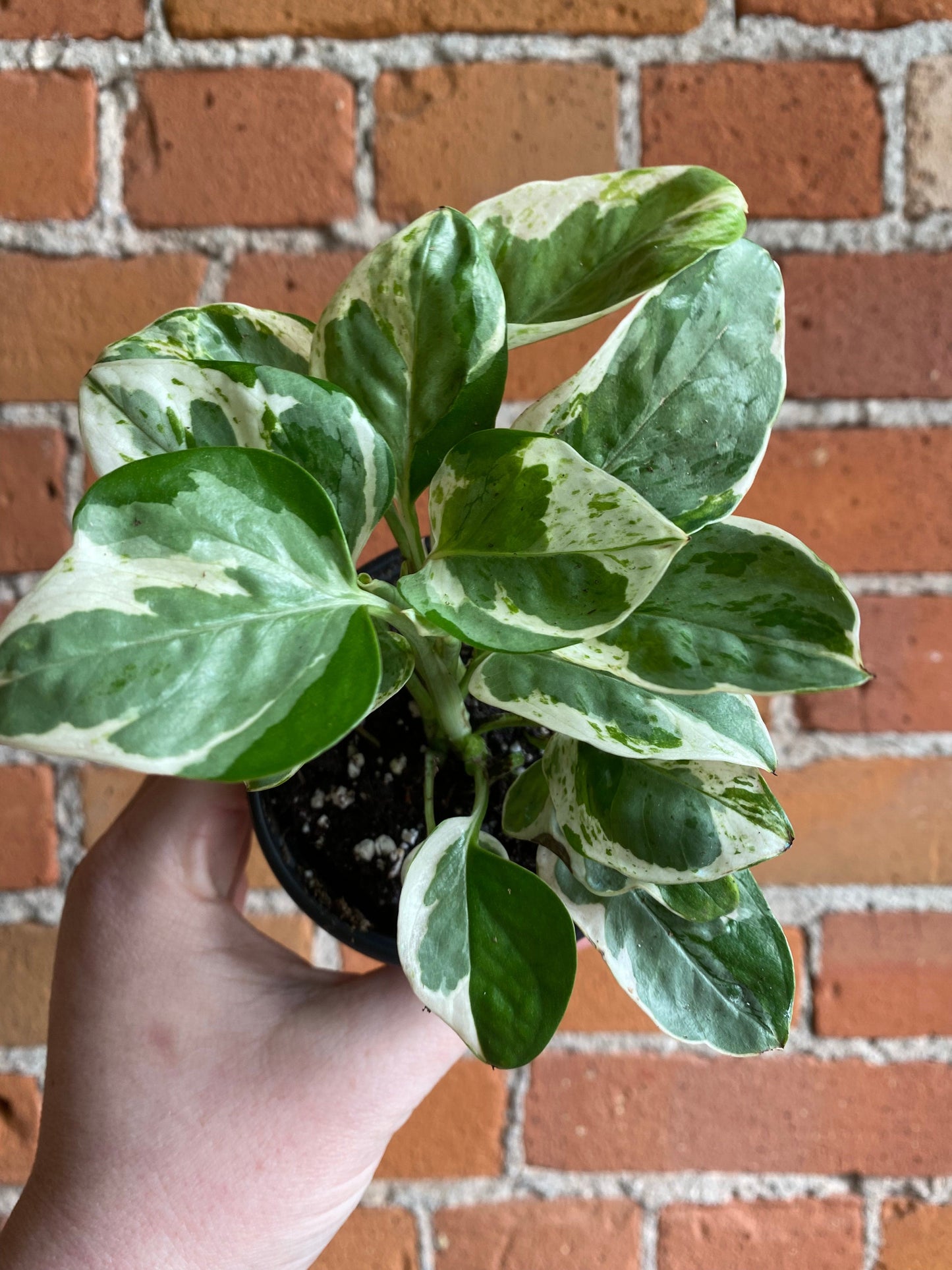 Plant Goals Plant Shop 3.5" Pothos Pearls And Jade