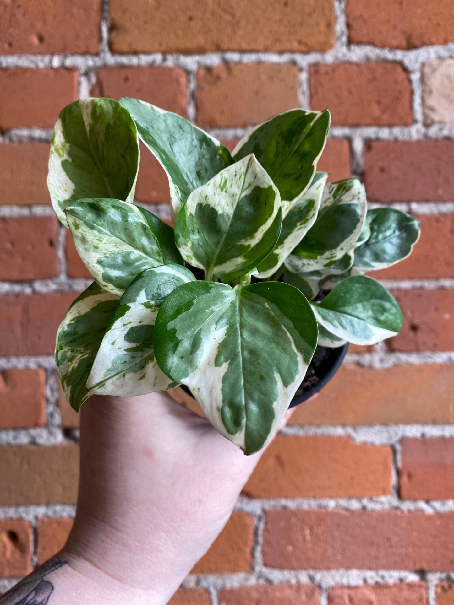 Plant Goals Plant Shop 3.5" Pothos Pearls And Jade