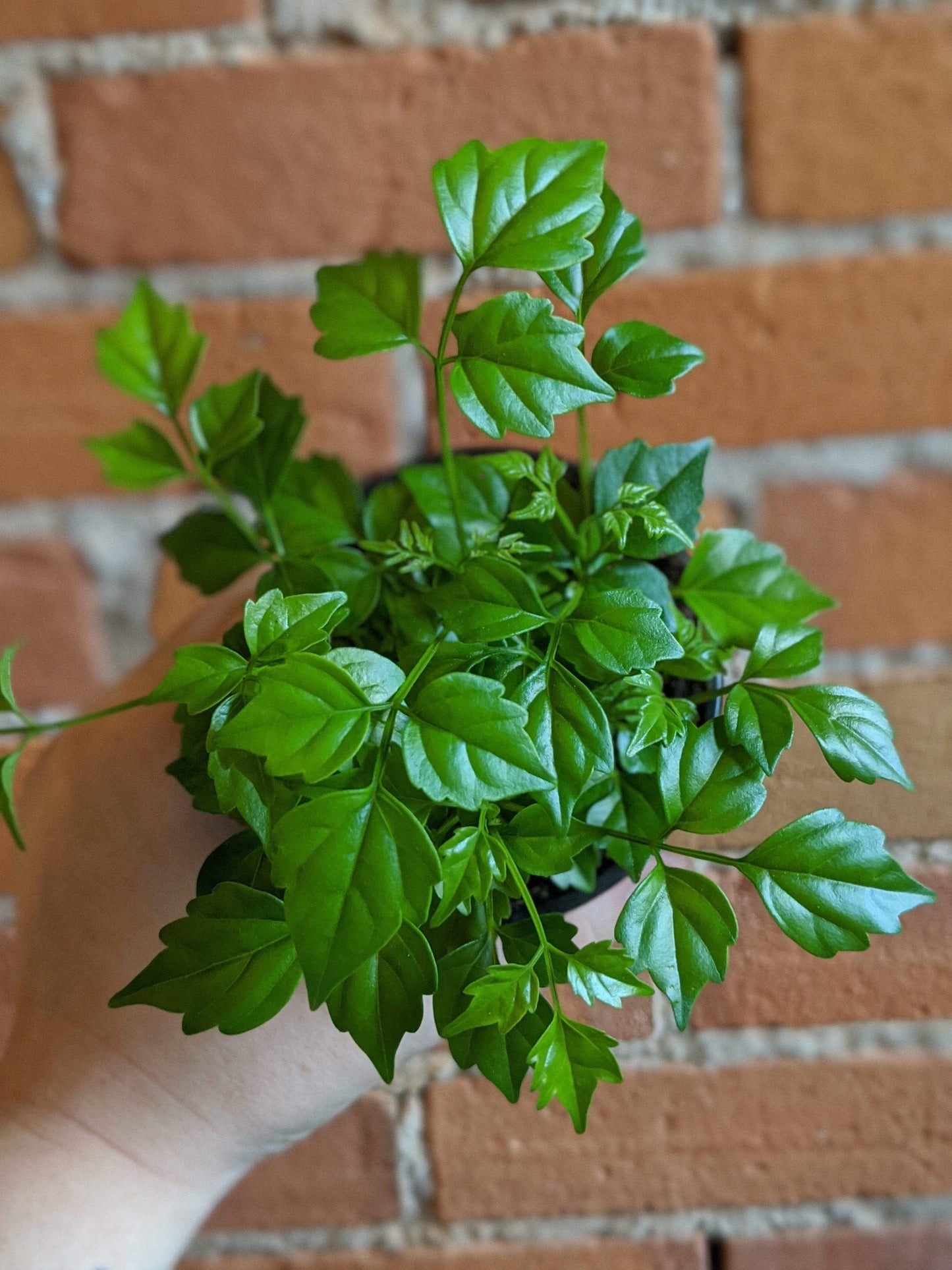 Plant Goals Plant Shop 3.5" Radermachera Sinica | China Doll Plant