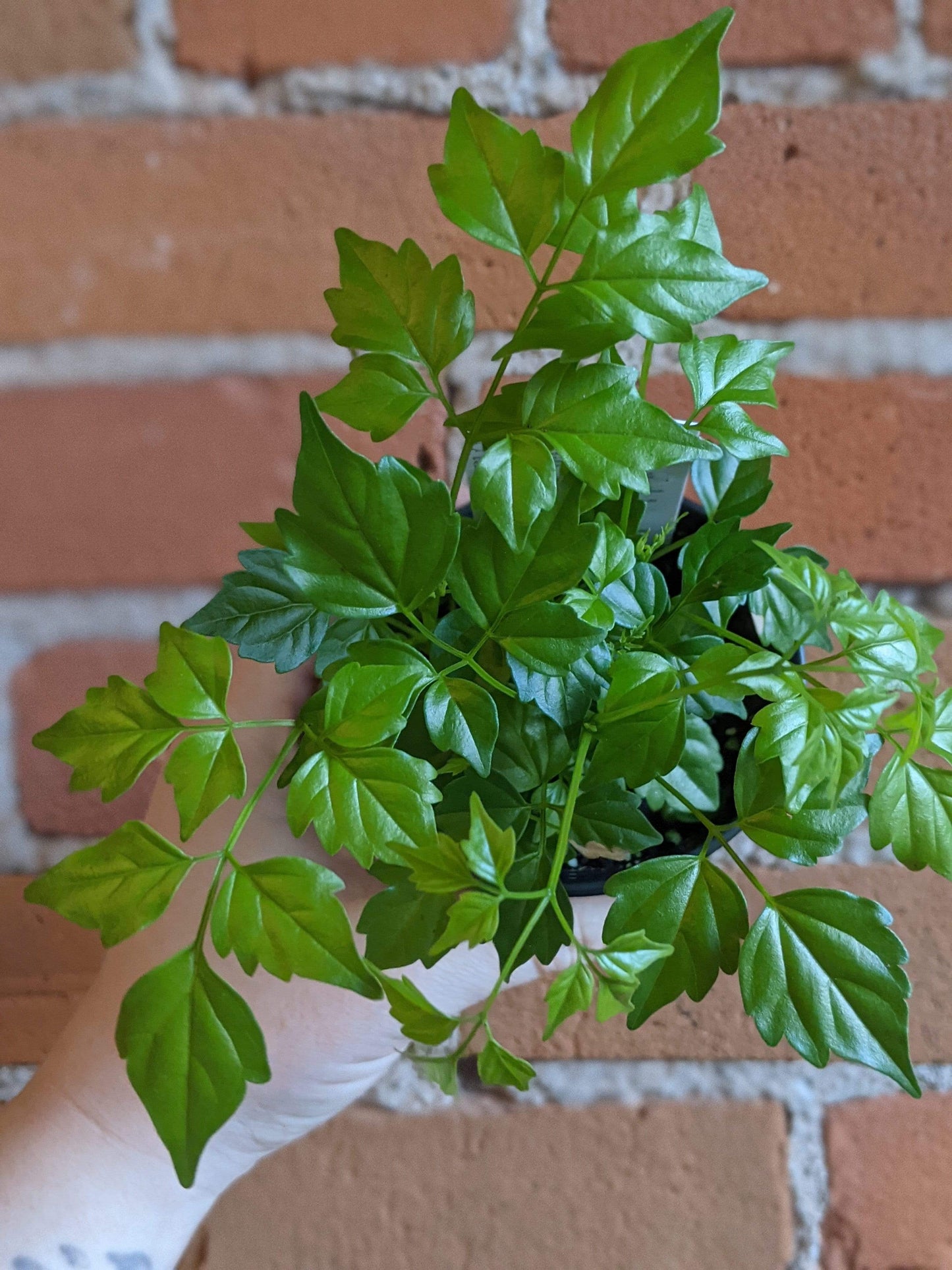 Plant Goals Plant Shop 3.5" Radermachera Sinica | China Doll Plant
