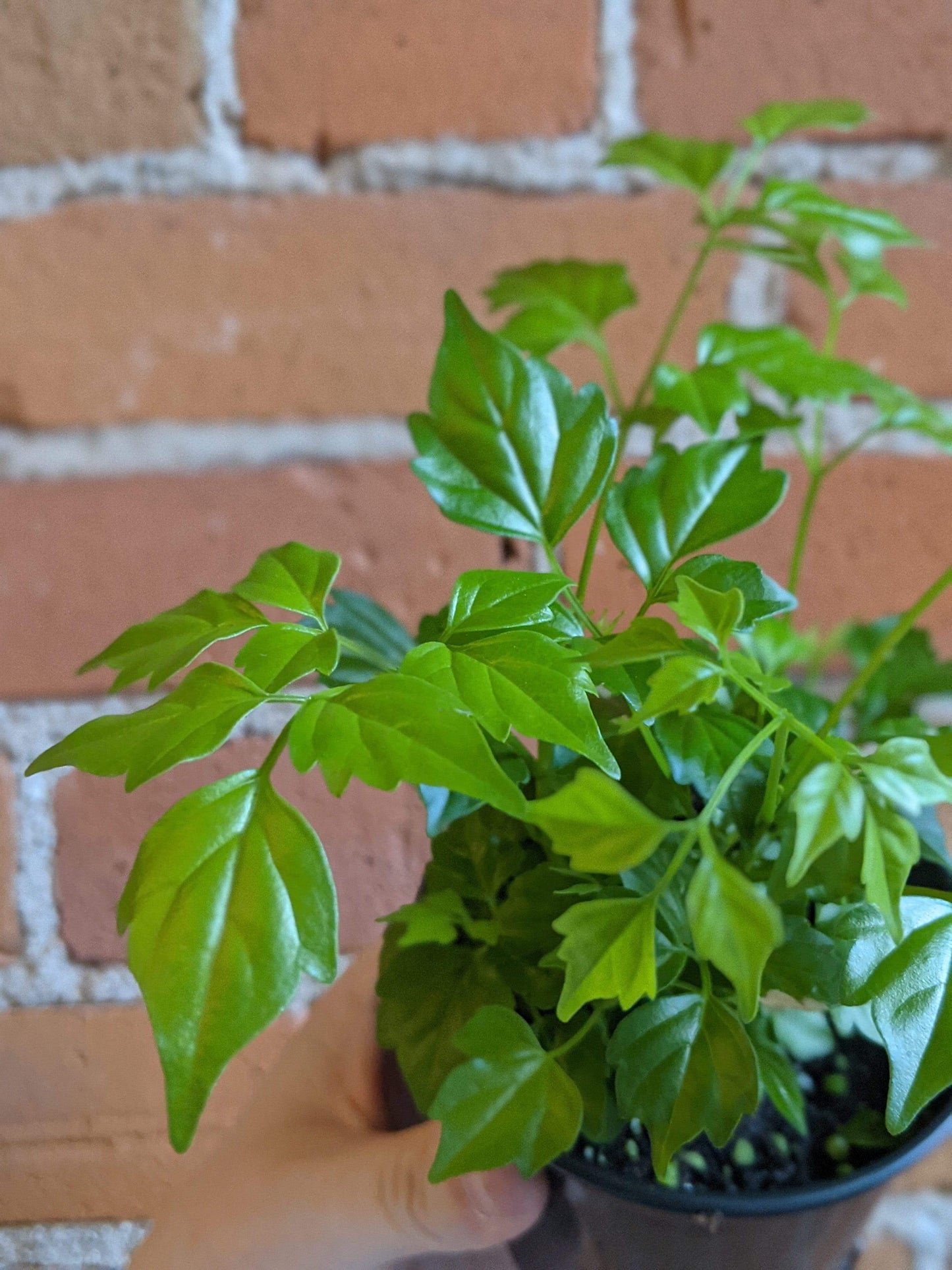 Plant Goals Plant Shop 3.5" Radermachera Sinica | China Doll Plant