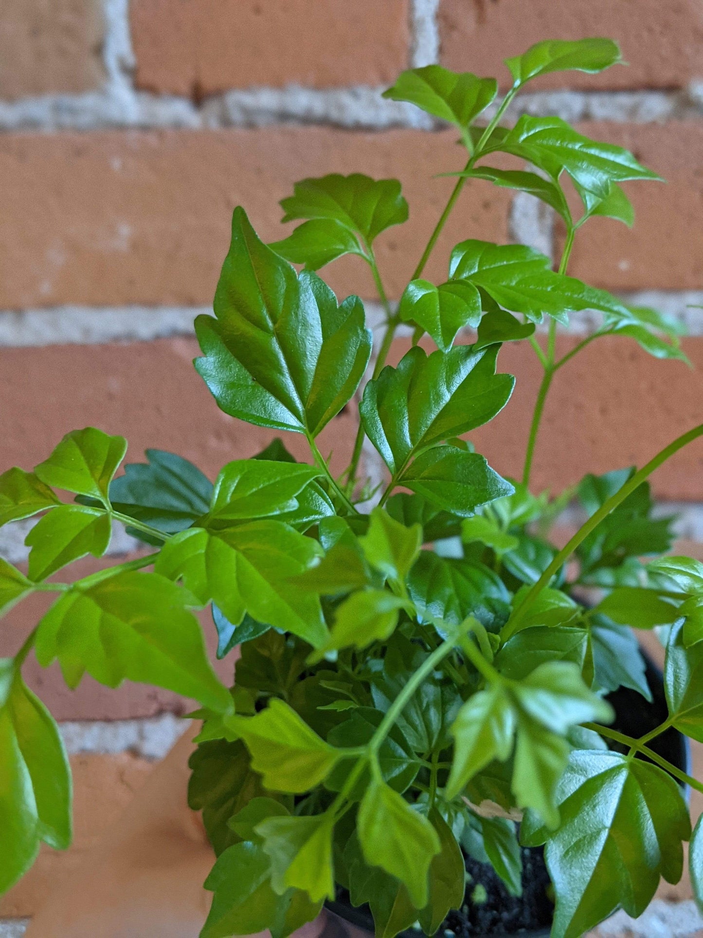 Plant Goals Plant Shop 3.5" Radermachera Sinica | China Doll Plant