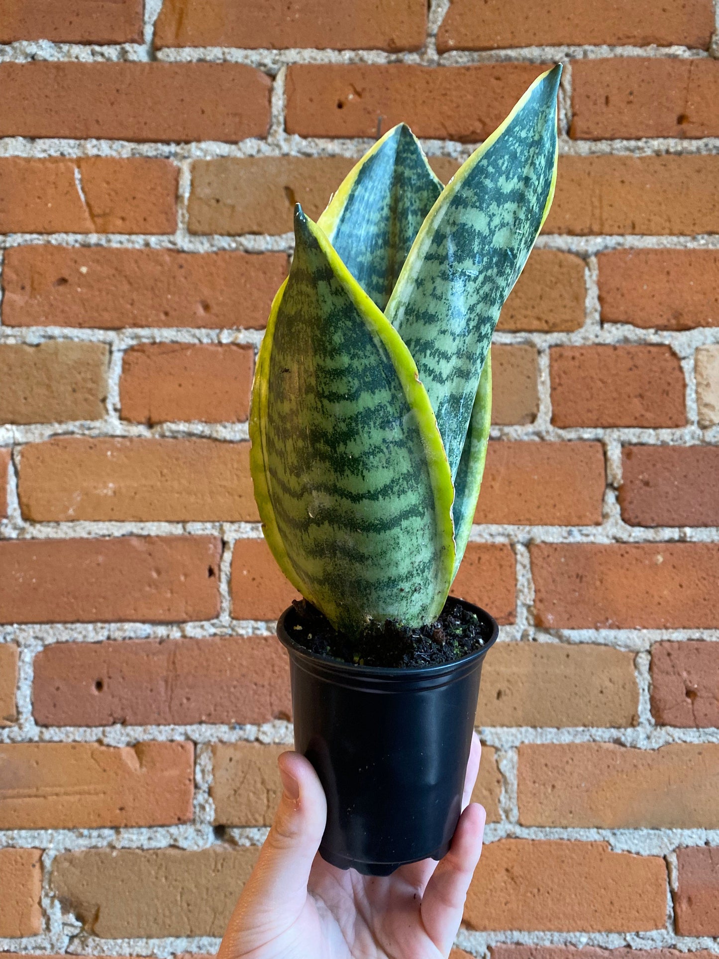 Plant Goals Plant Shop 3.5" Sansevieria Laurentii
