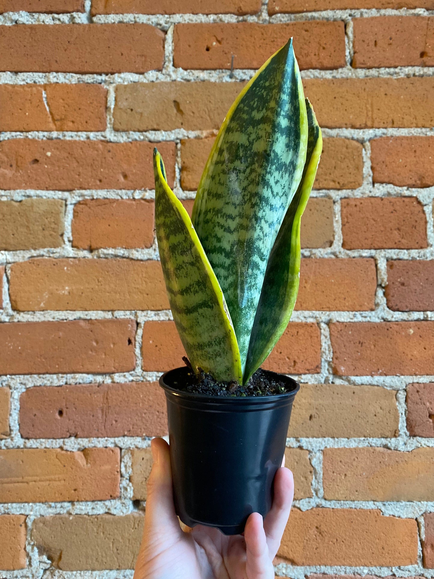 Plant Goals Plant Shop 3.5" Sansevieria Laurentii
