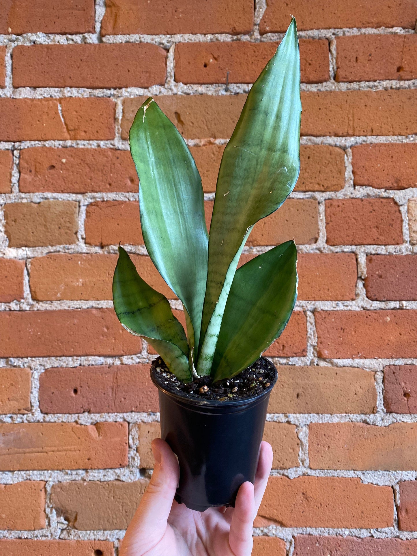 Plant Goals Plant Shop 3.5" Sansevieria Moonshine