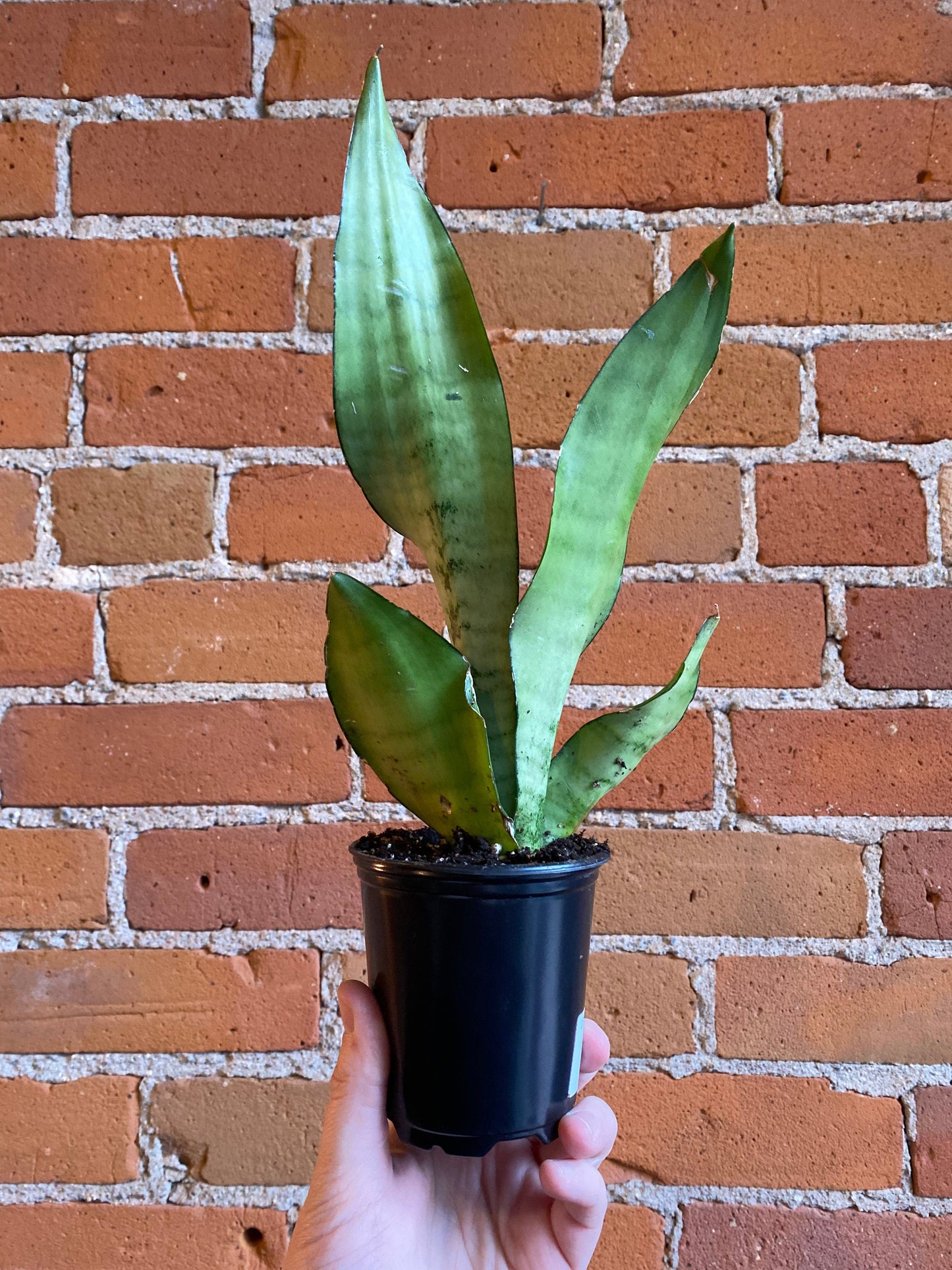 Plant Goals Plant Shop 3.5" Sansevieria Moonshine