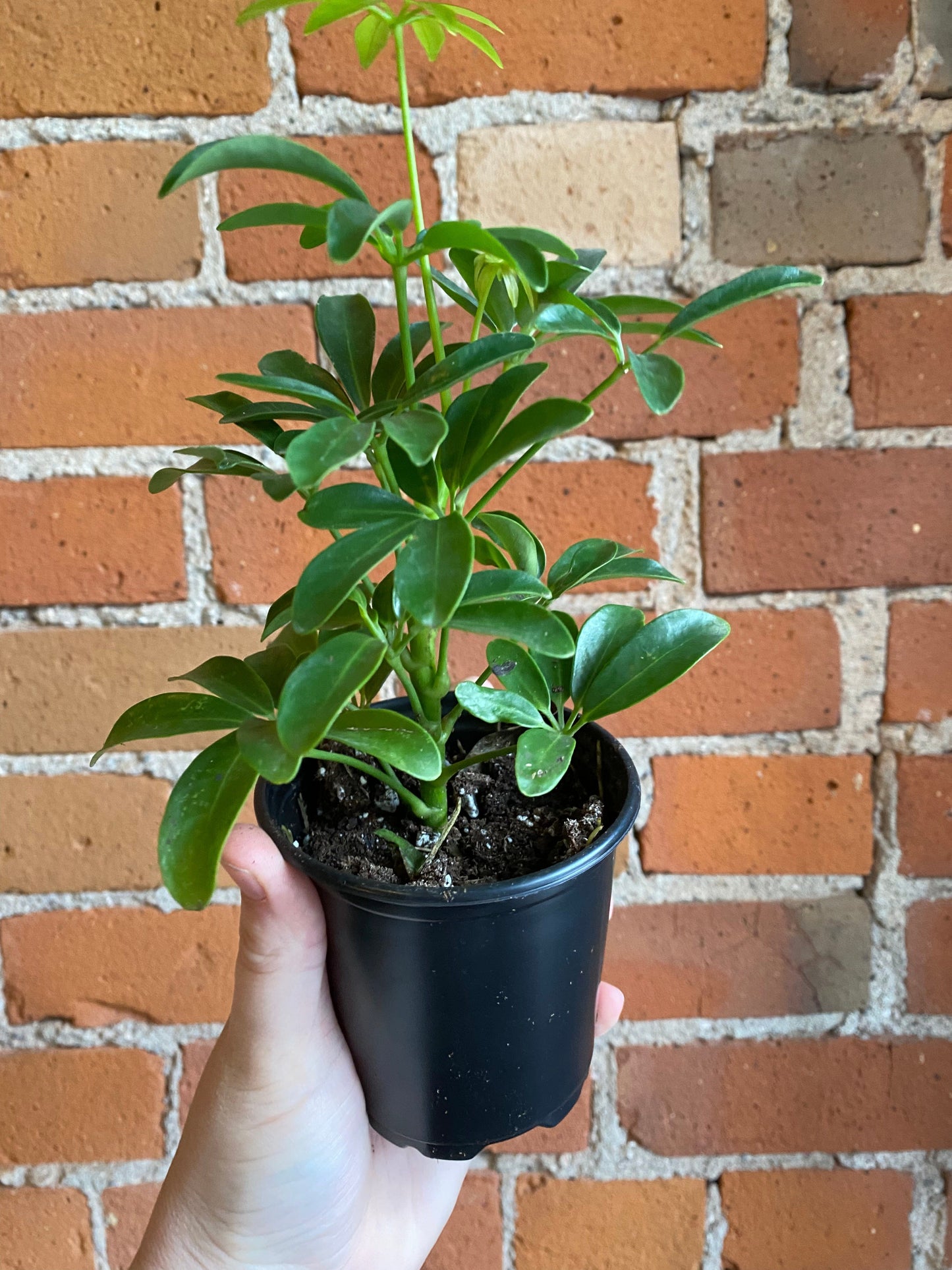 Plant Goals Plant Shop 3.5" Schefflera Mini Arboricola