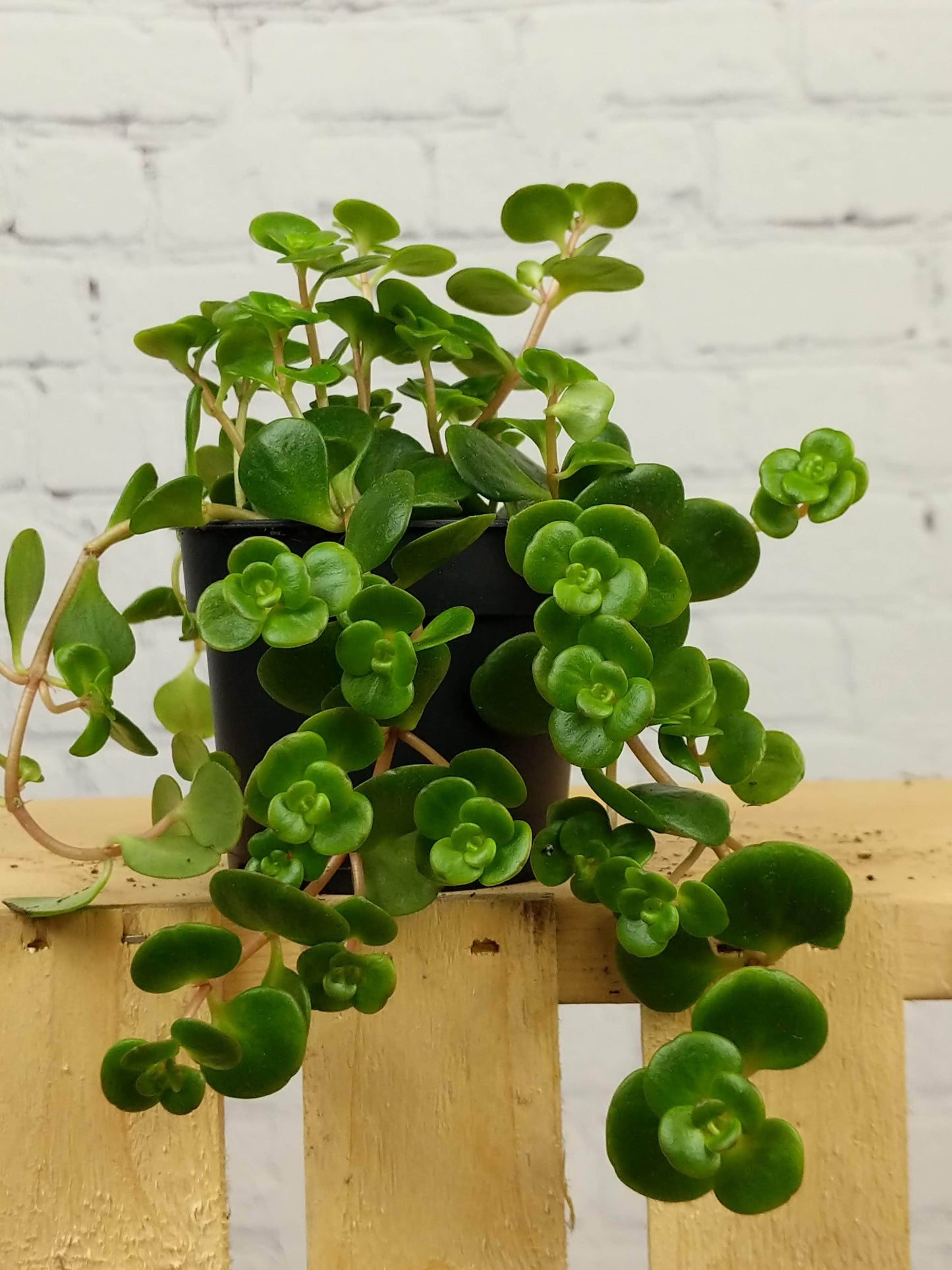 Plant Goals Plant Shop 3.5" Sedum Makinoi