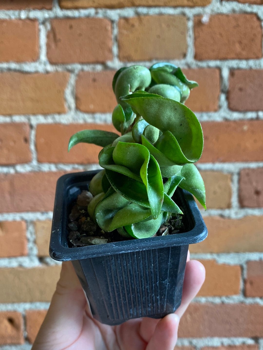 Plant Goals Plant Shop 3" Hoya Carnosa Compacta