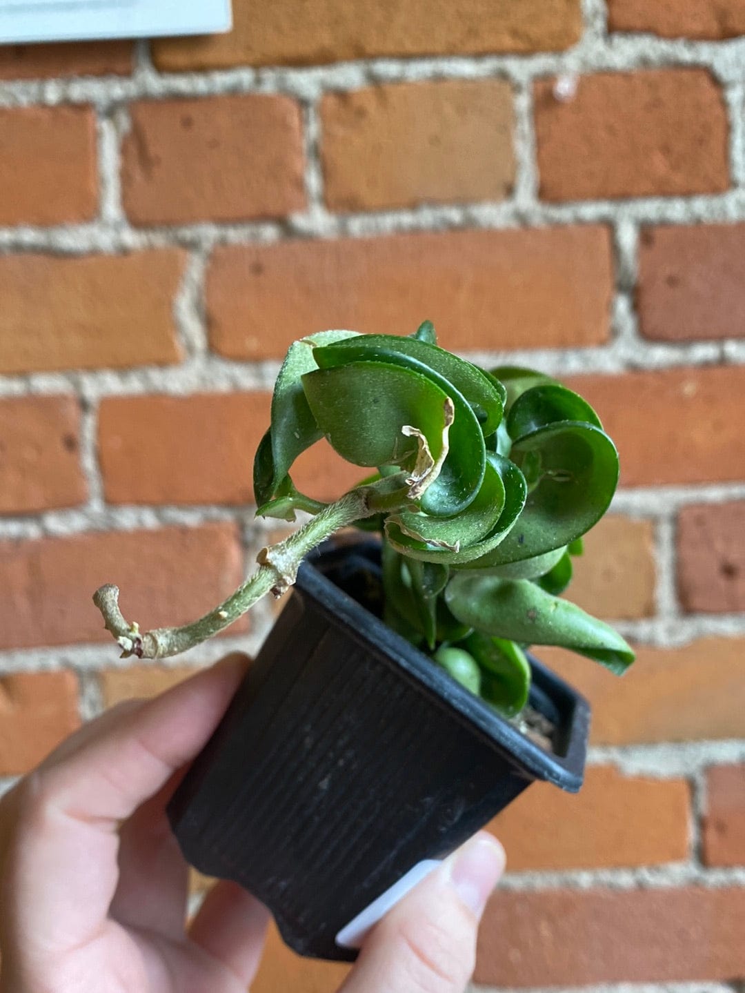 Plant Goals Plant Shop 3" Hoya Carnosa Compacta