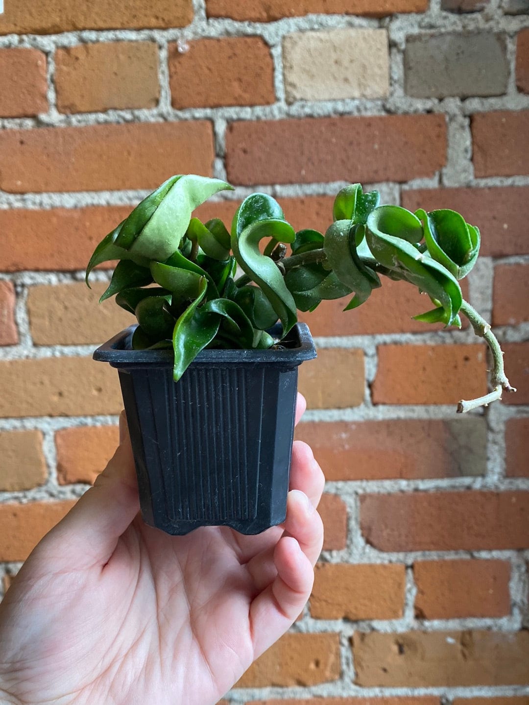 Plant Goals Plant Shop 3" Hoya Carnosa Compacta