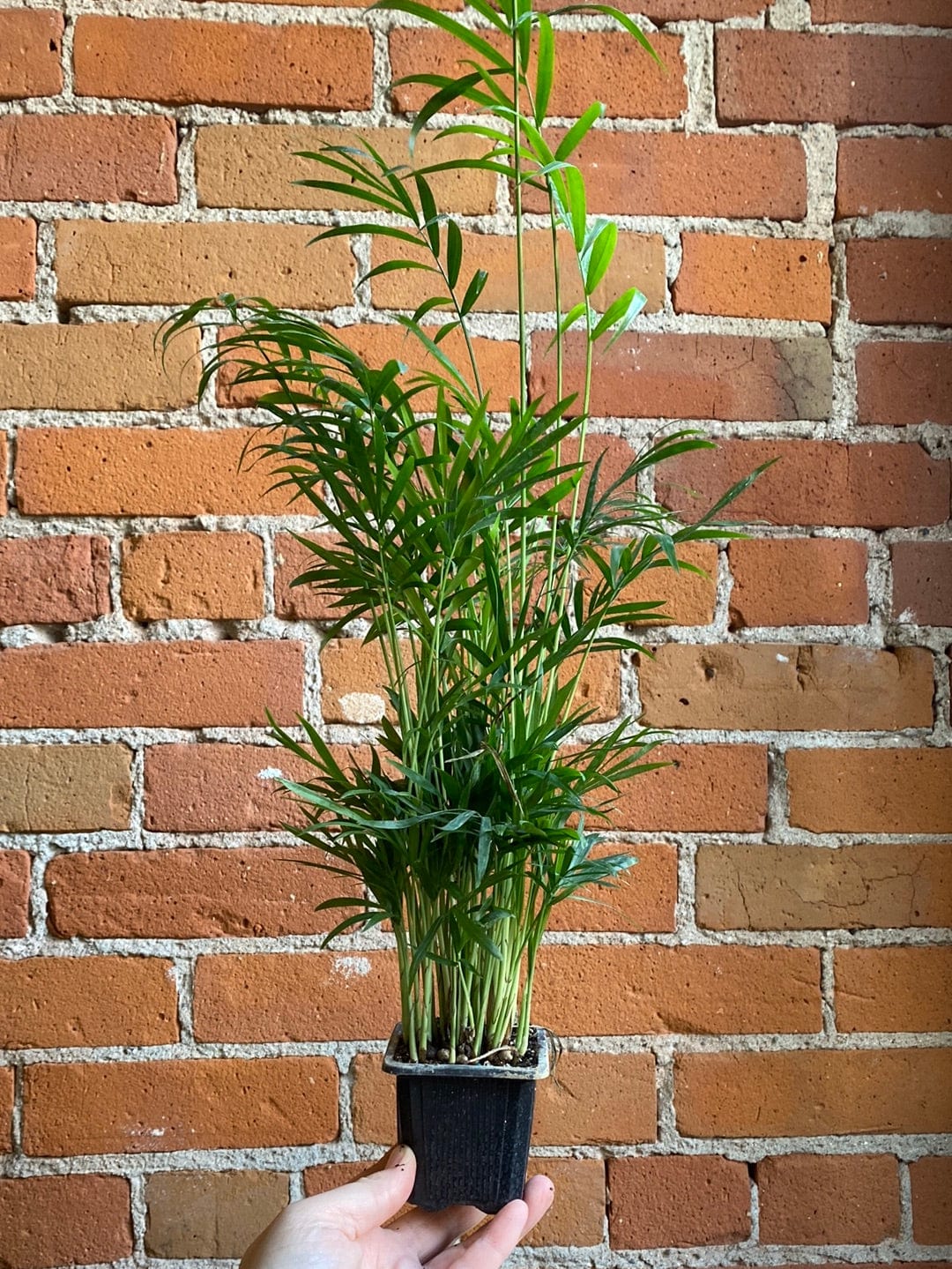 Plant Goals Plant Shop 3" Neanthe Bella Palm