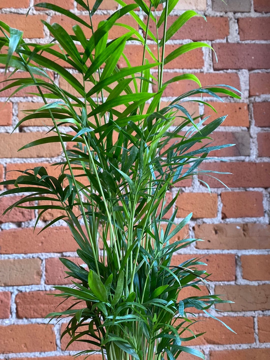 Plant Goals Plant Shop 3" Neanthe Bella Palm