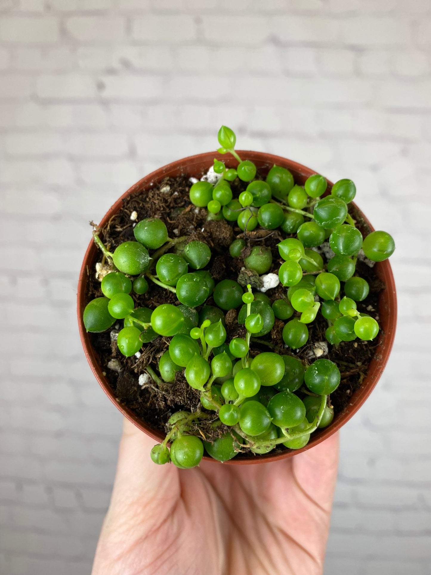 Plant Goals Plant Shop 3" String Of Pearls