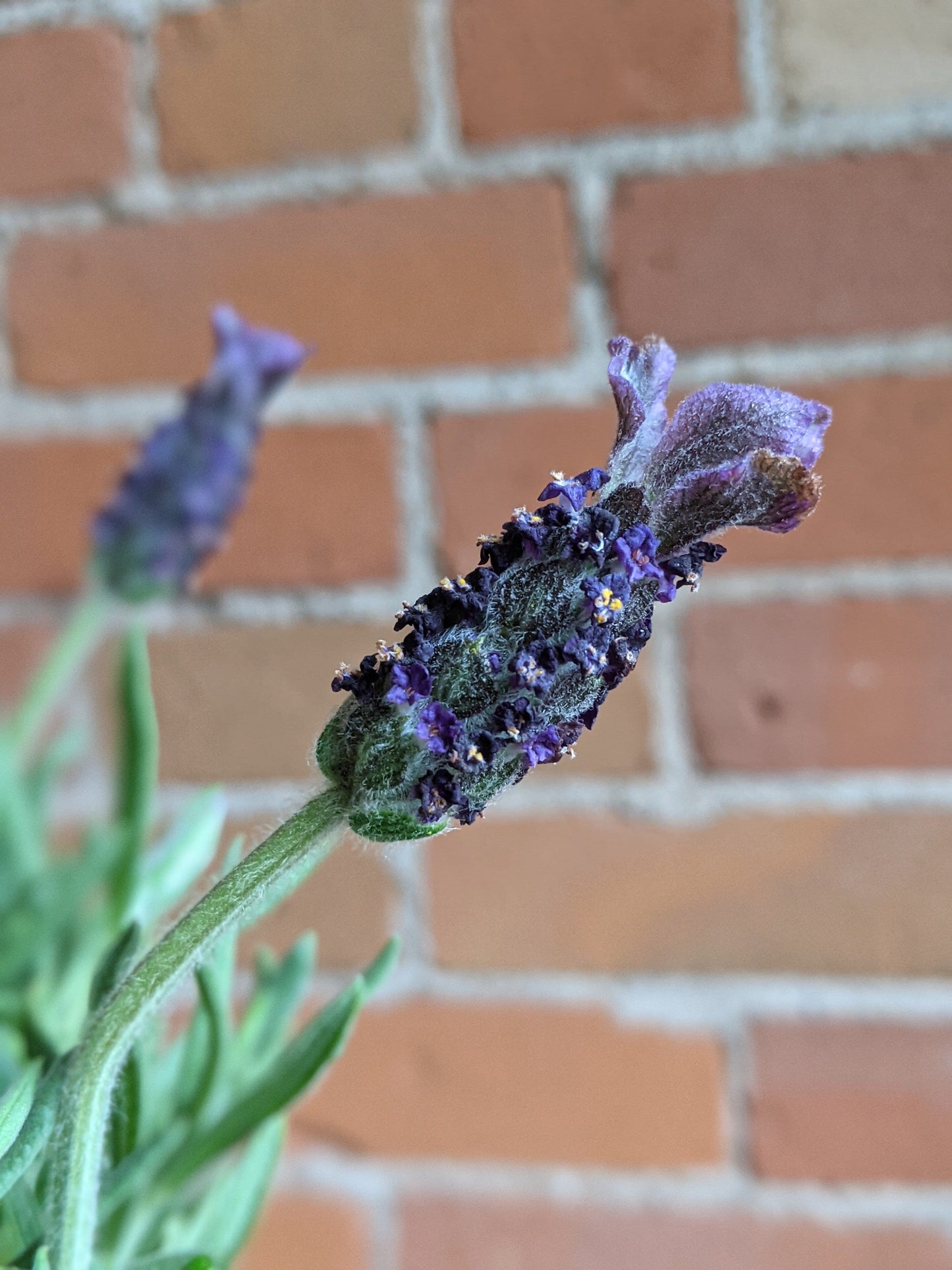 Plant Goals Plant Shop 4.5" Lavender