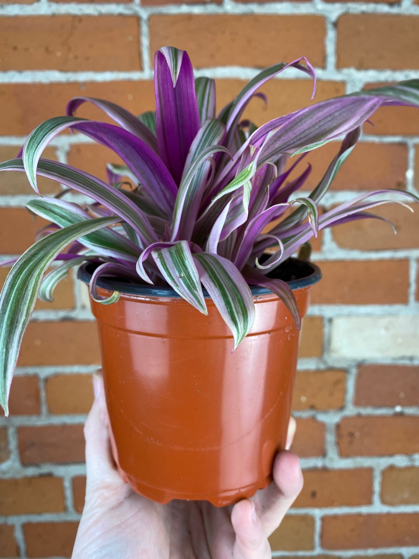 Plant Goals Plant Shop 4.5" Rhoeo Spathacea