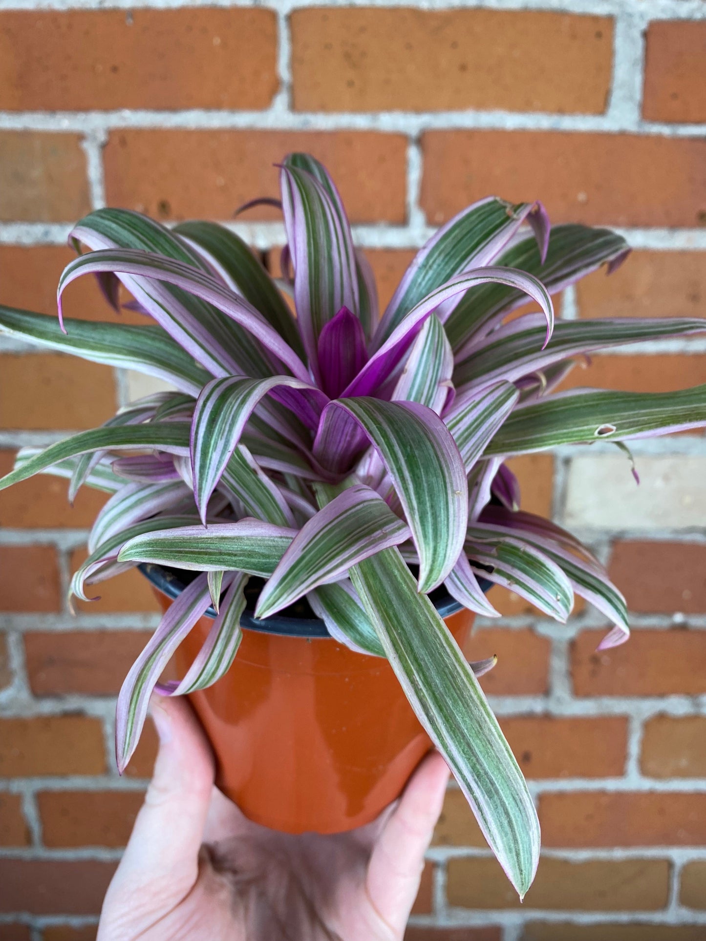 Plant Goals Plant Shop 4.5" Rhoeo Spathacea