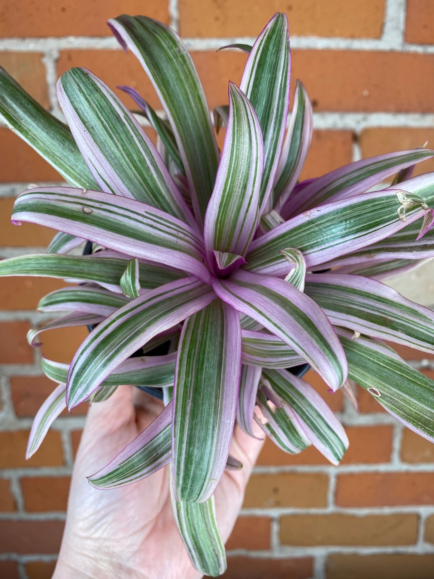 Plant Goals Plant Shop 4.5" Rhoeo Spathacea