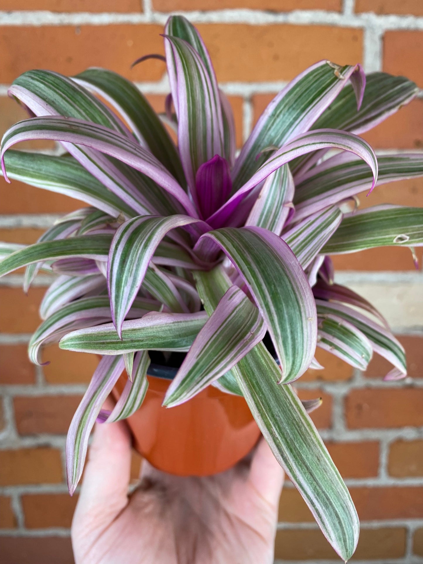 Plant Goals Plant Shop 4.5" Rhoeo Spathacea
