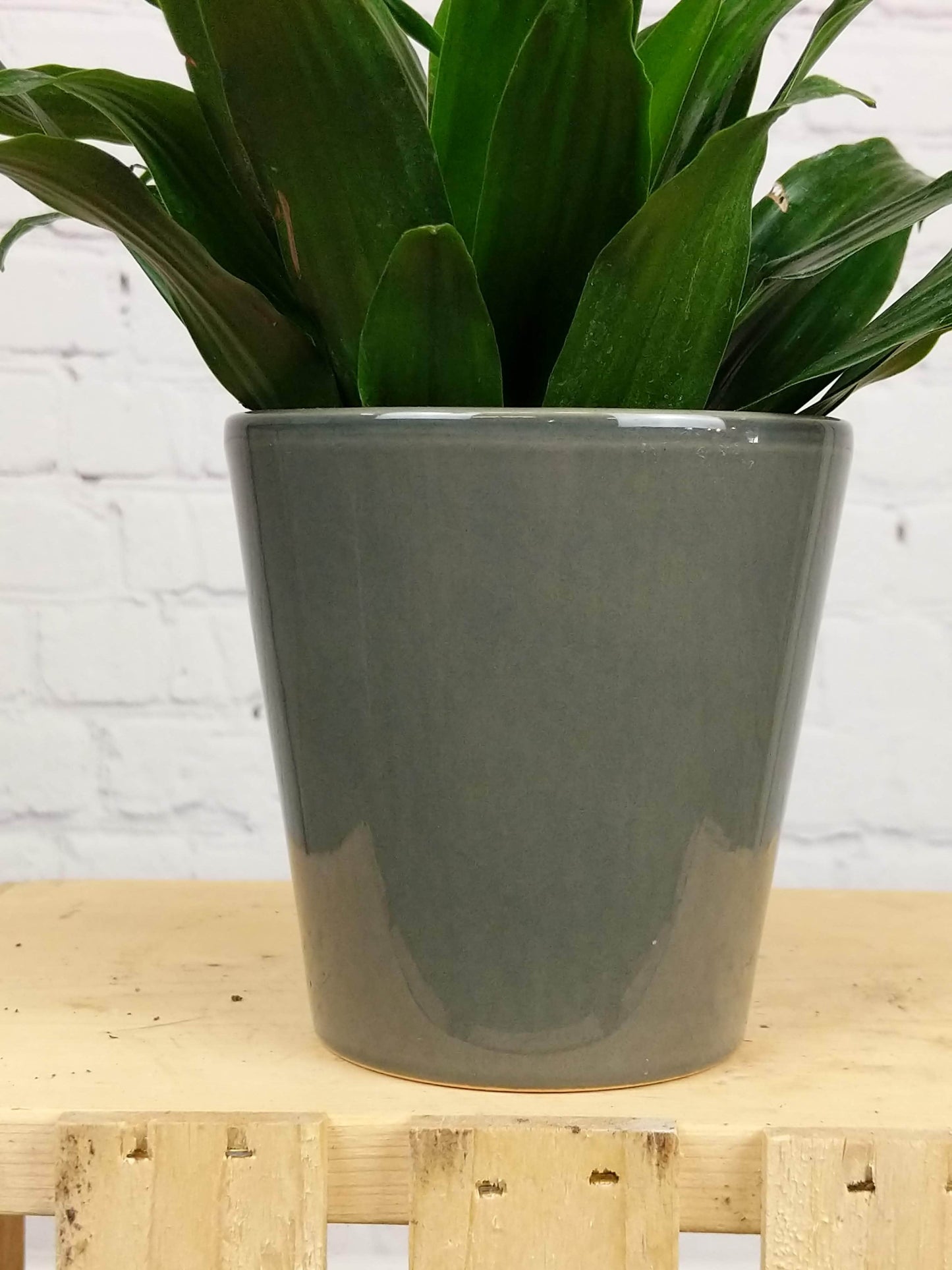 Plant Goals Plant Shop 4.5" Senegal Potcover | Sombra