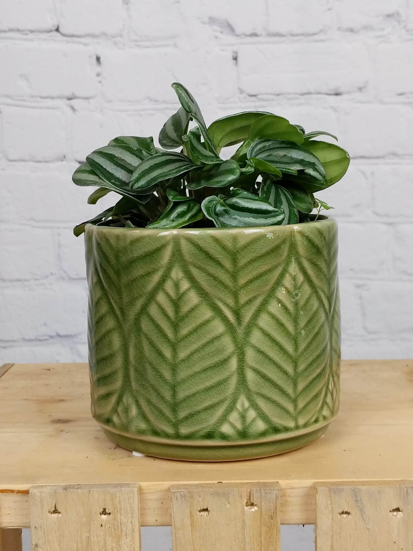 Plant Goals Plant Shop 4.9" Leaf Potcover | Green