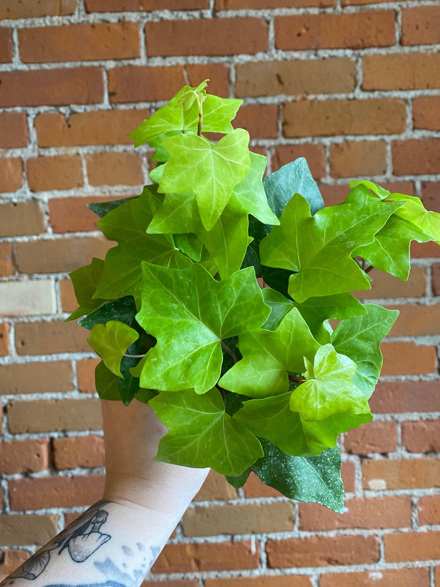 Plant Goals Plant Shop 4" Algerian Ivy Neon